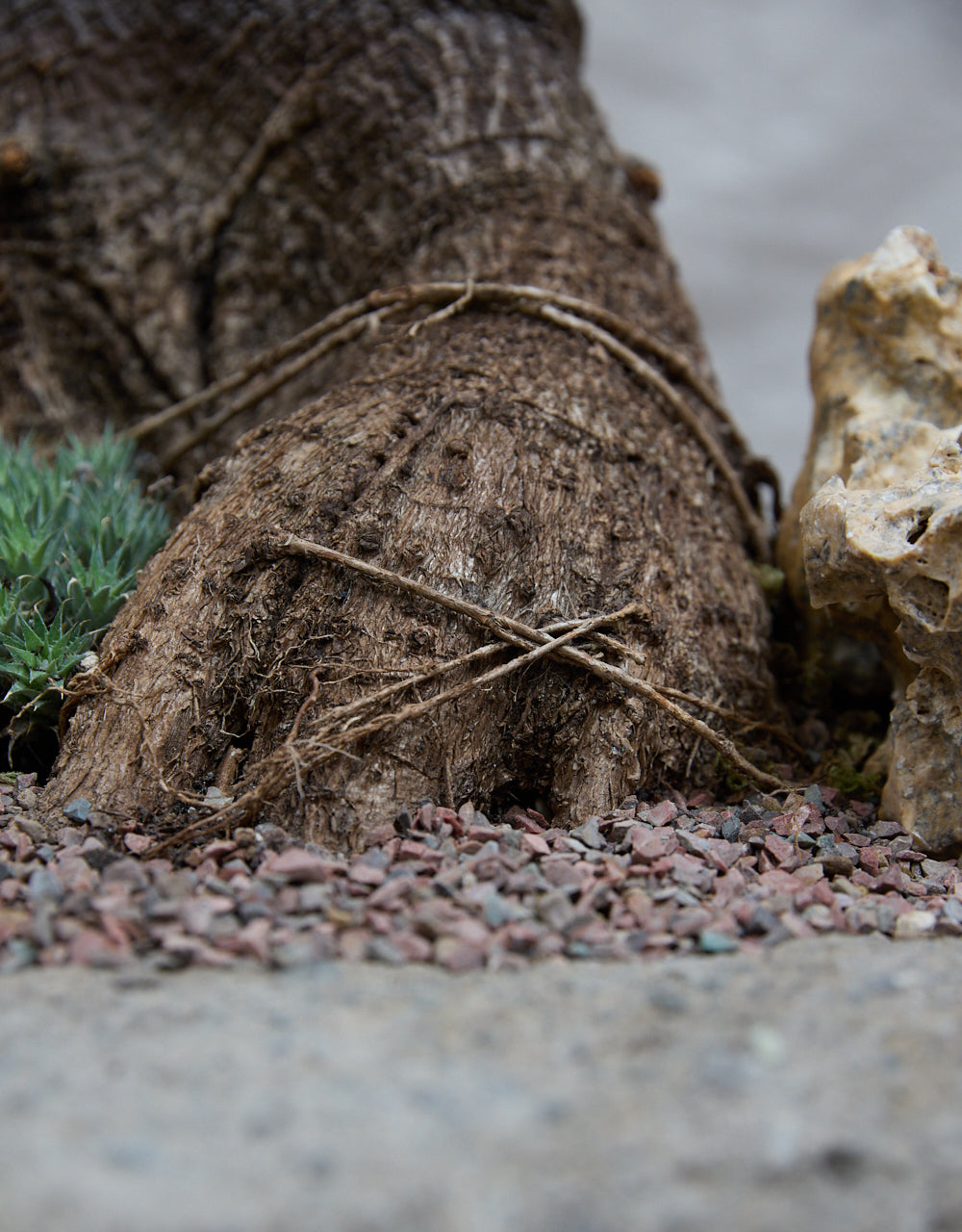 Queensland Bottle Tree + Vintage Limestone Planter