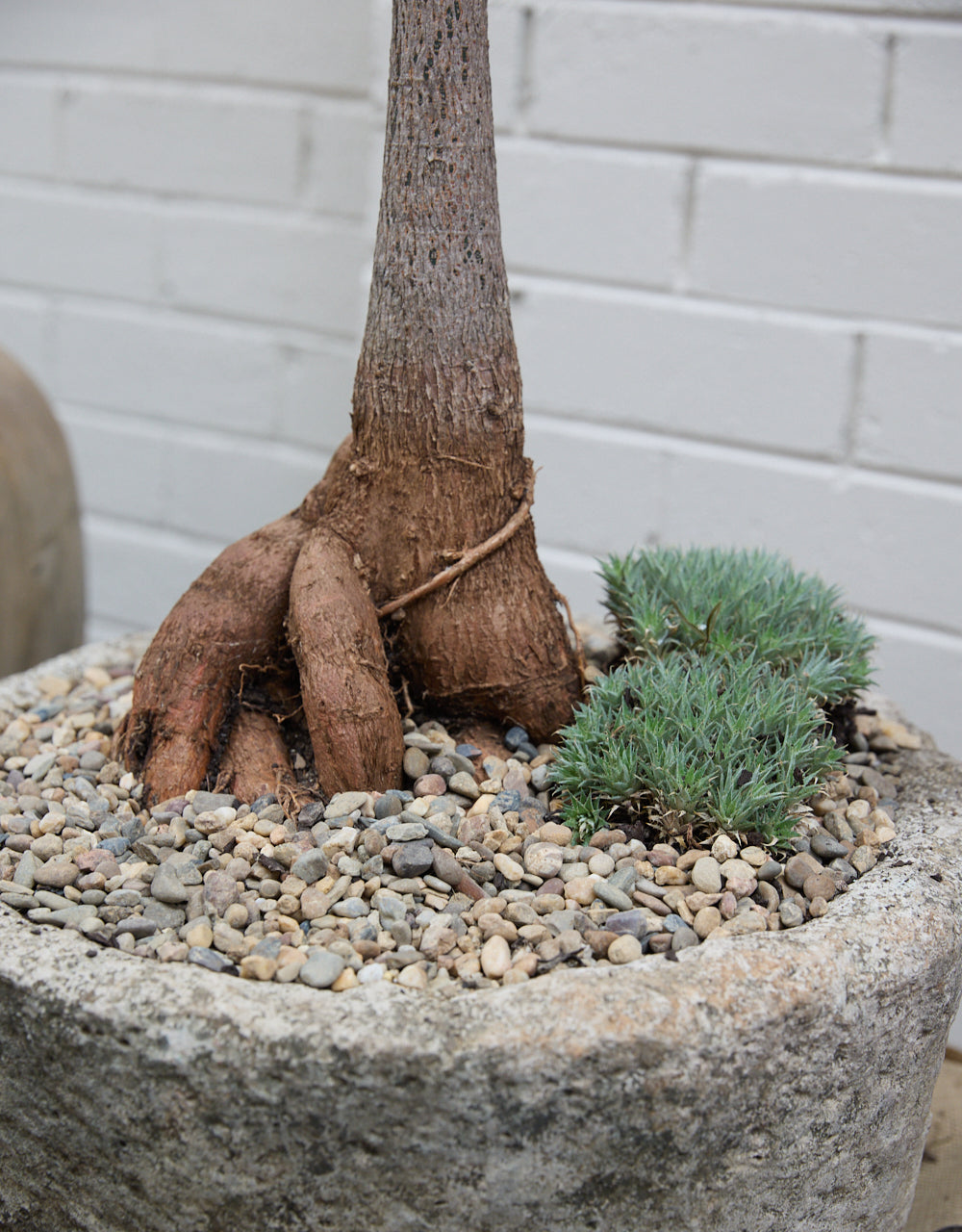 Queensland Bottle Tree + Vintage limestone planter