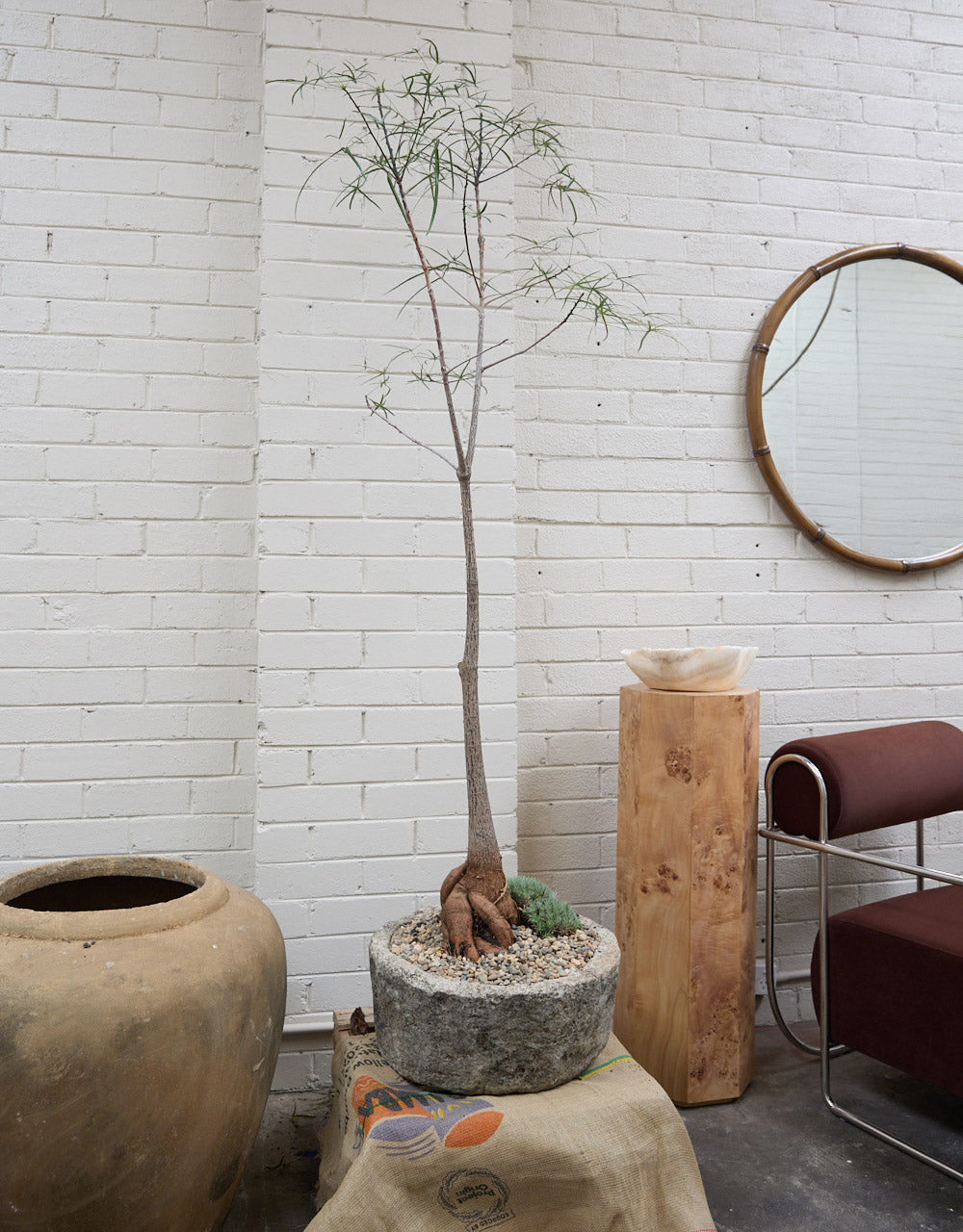 Queensland Bottle Tree + Vintage limestone planter