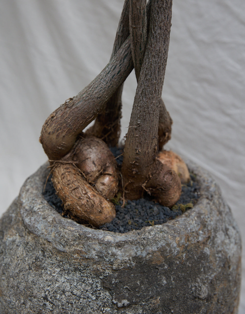 Braided Queensland Bottle Tree + Limestone Vessel