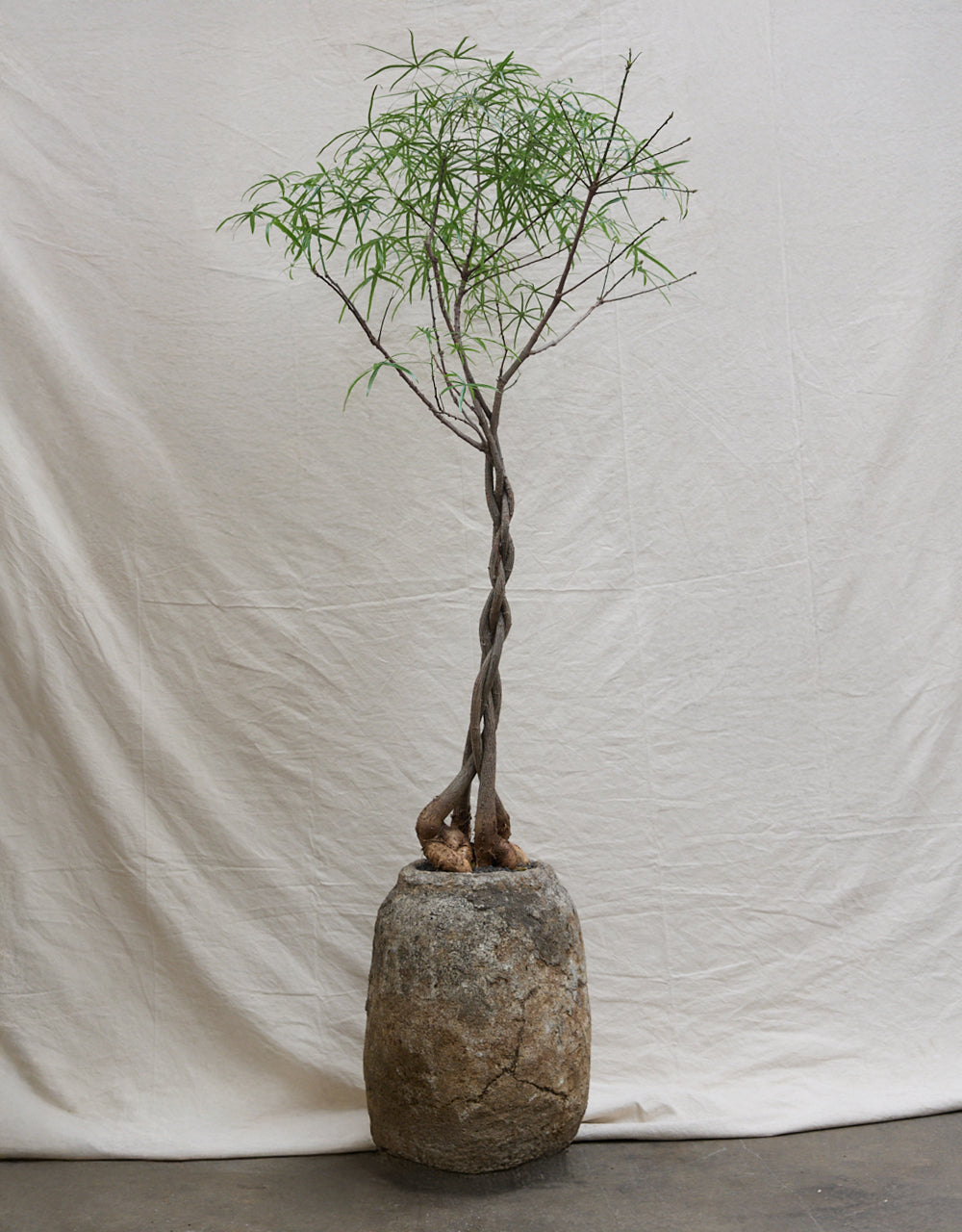 Braided Queensland Bottle Tree + Limestone Vessel