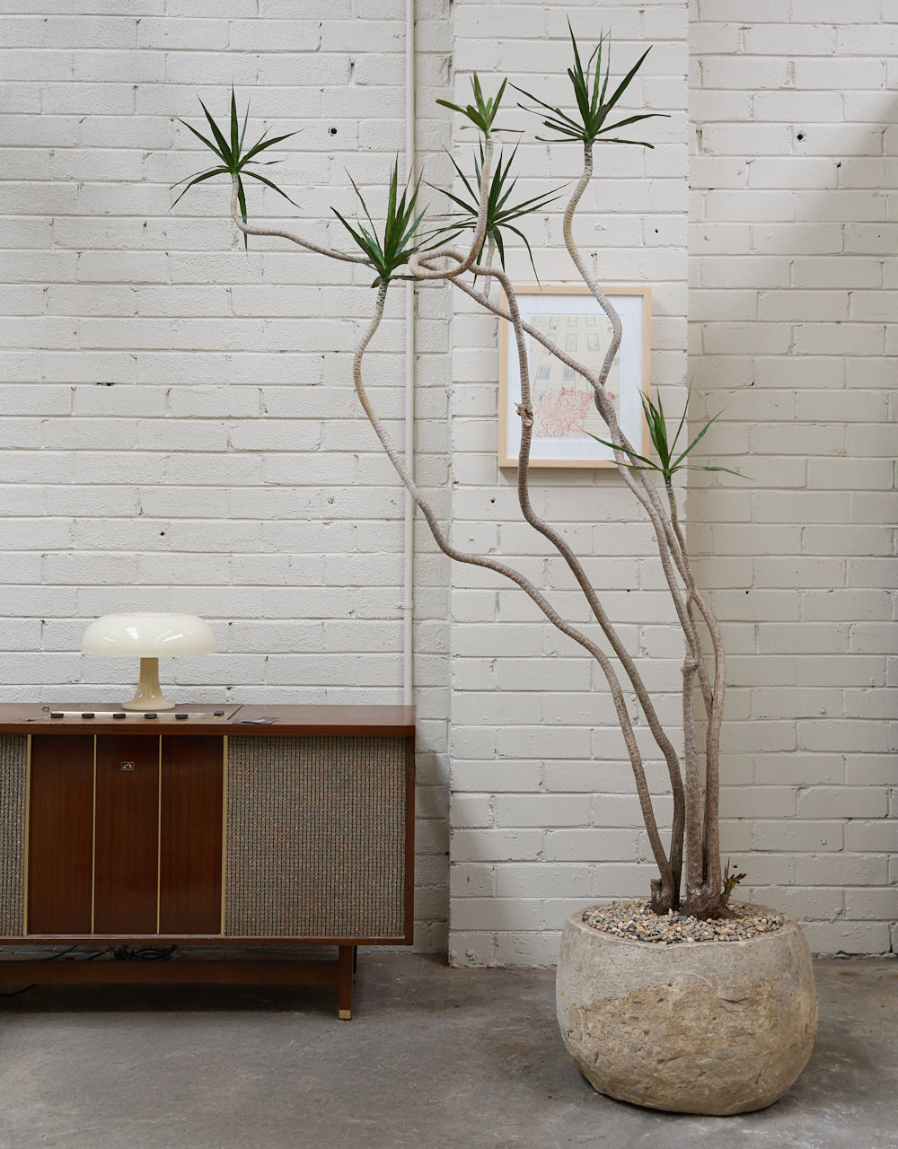 Dragon Tree + Vintage Limestone Planter