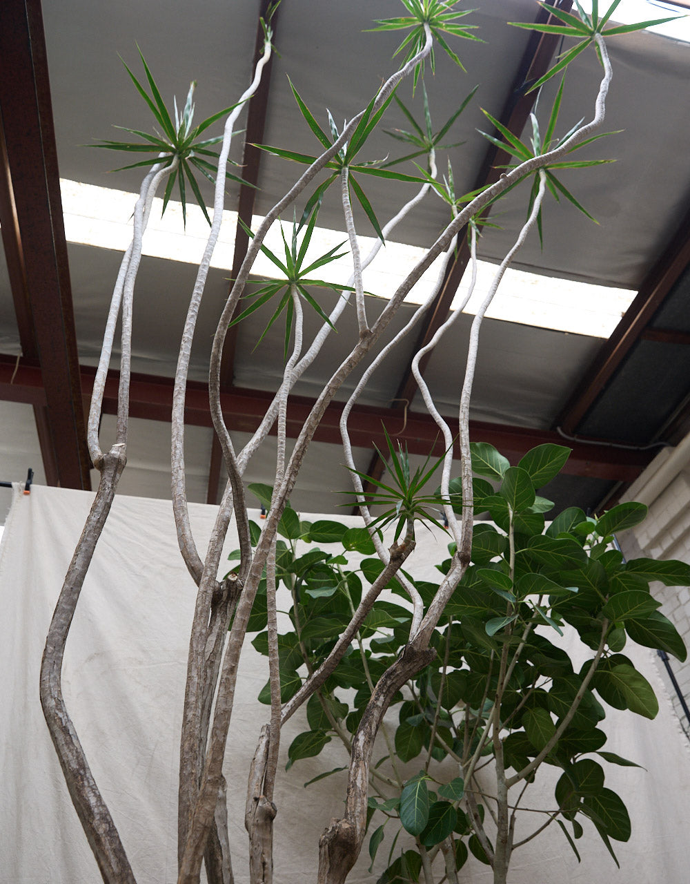 Dragon Tree + Limestone Planter
