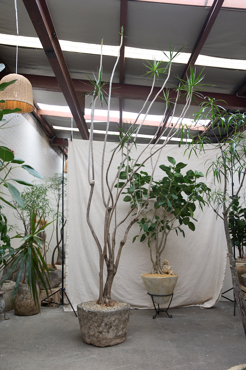 Dragon Tree + Limestone Planter