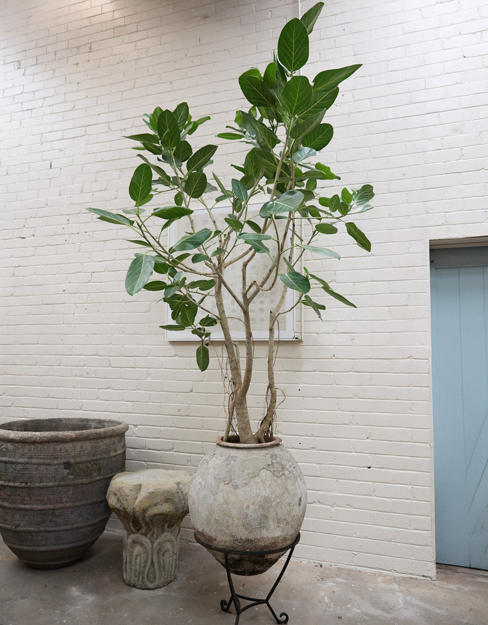 Ficus Audrey in Antique Water Pot