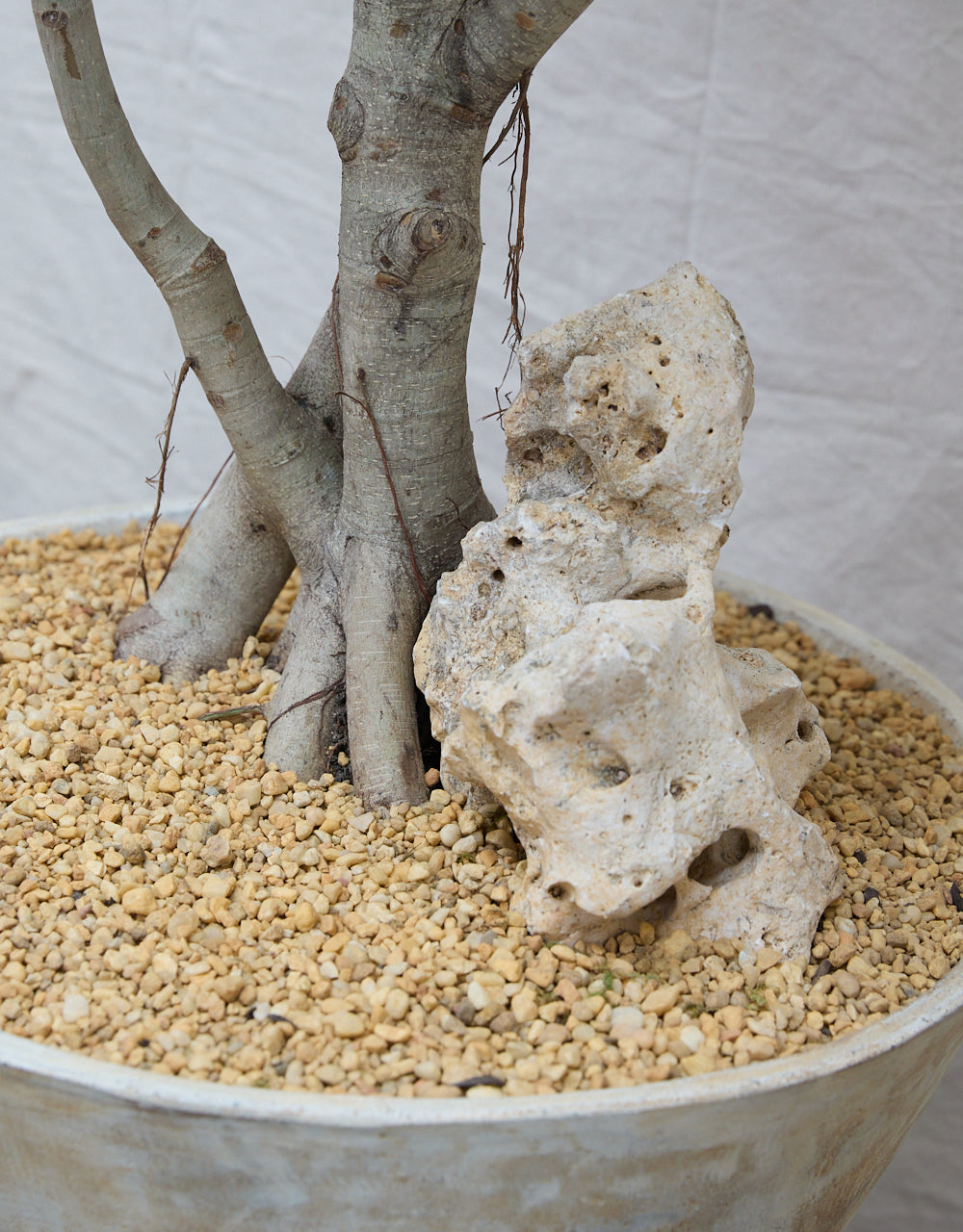 Ficus Audrey [no. 01] + Conical Planter and Antique Stand