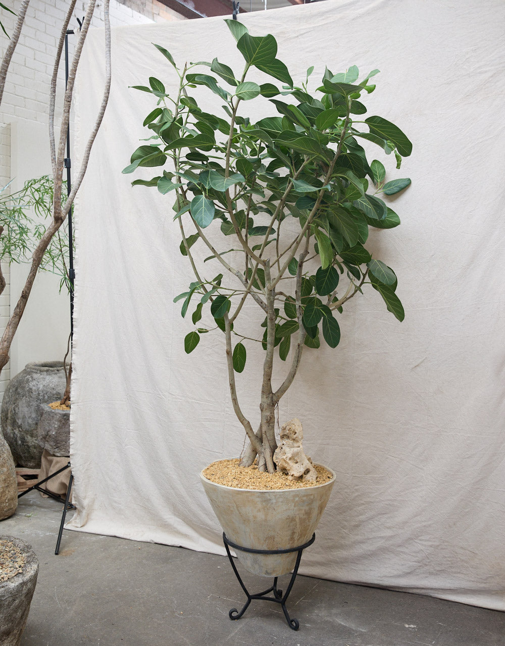 Ficus Audrey [no. 01] + Conical Planter and Antique Stand
