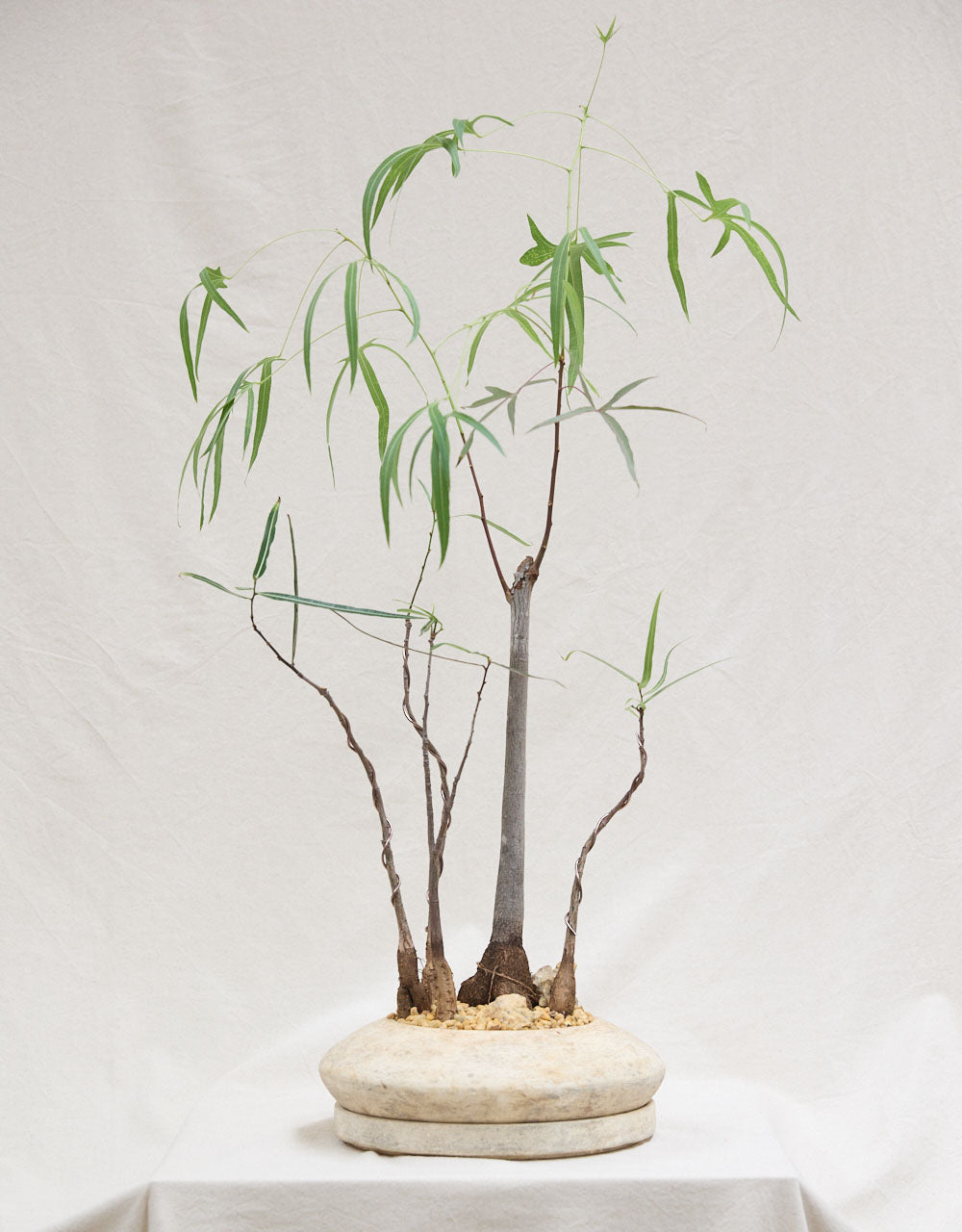 Queensland Bottle Trees + UFO Planter