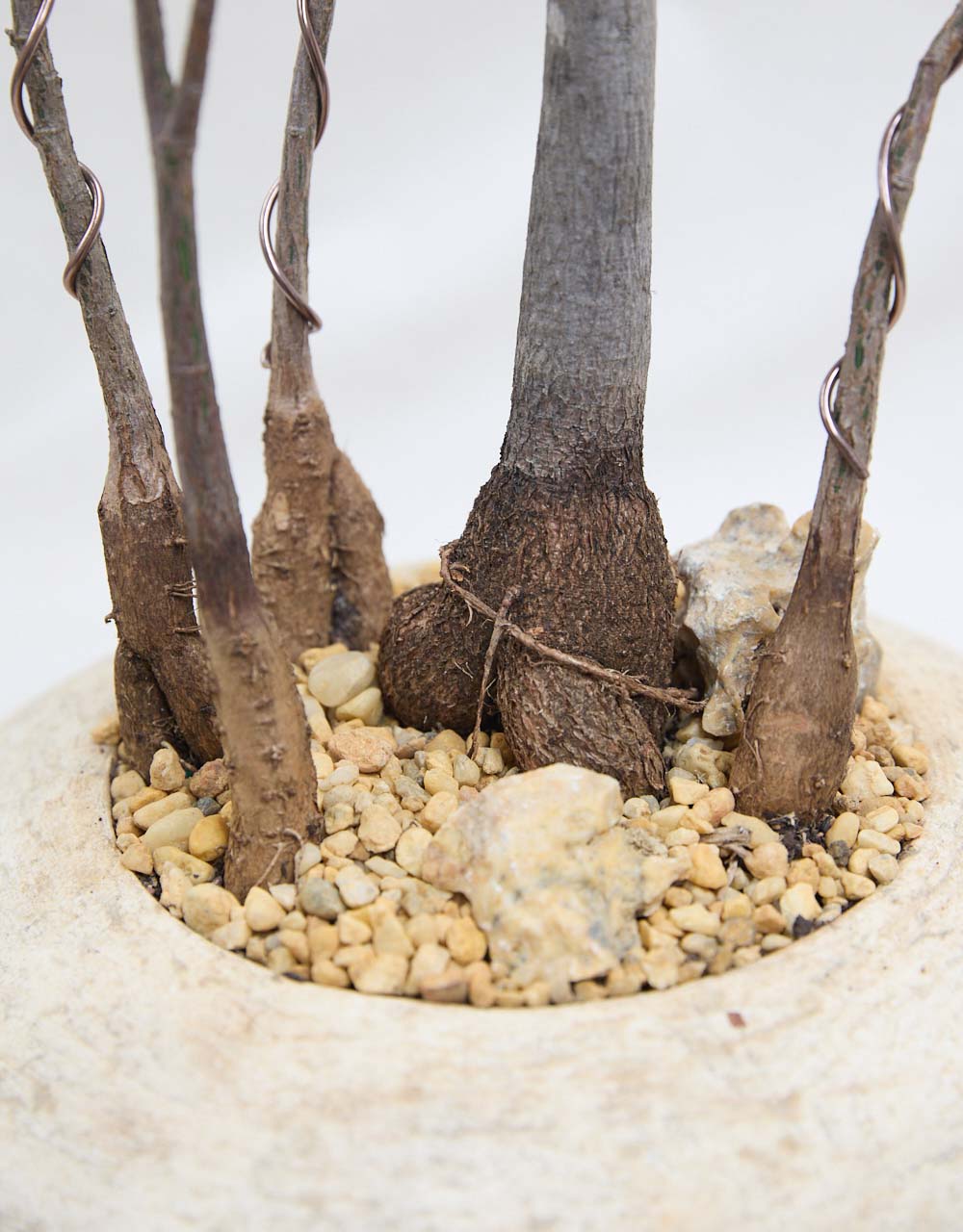 Queensland Bottle Trees + UFO Planter