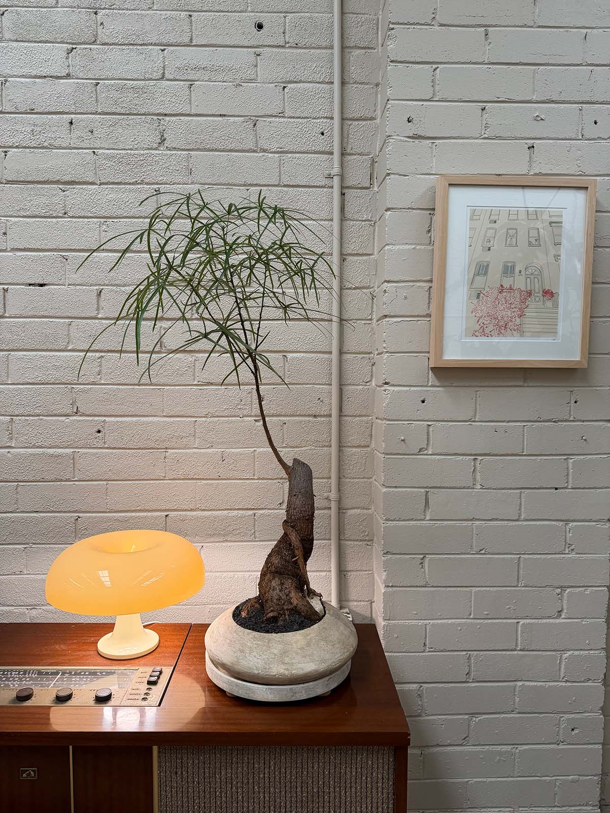 Queensland Bottle Tree + UFO Planter