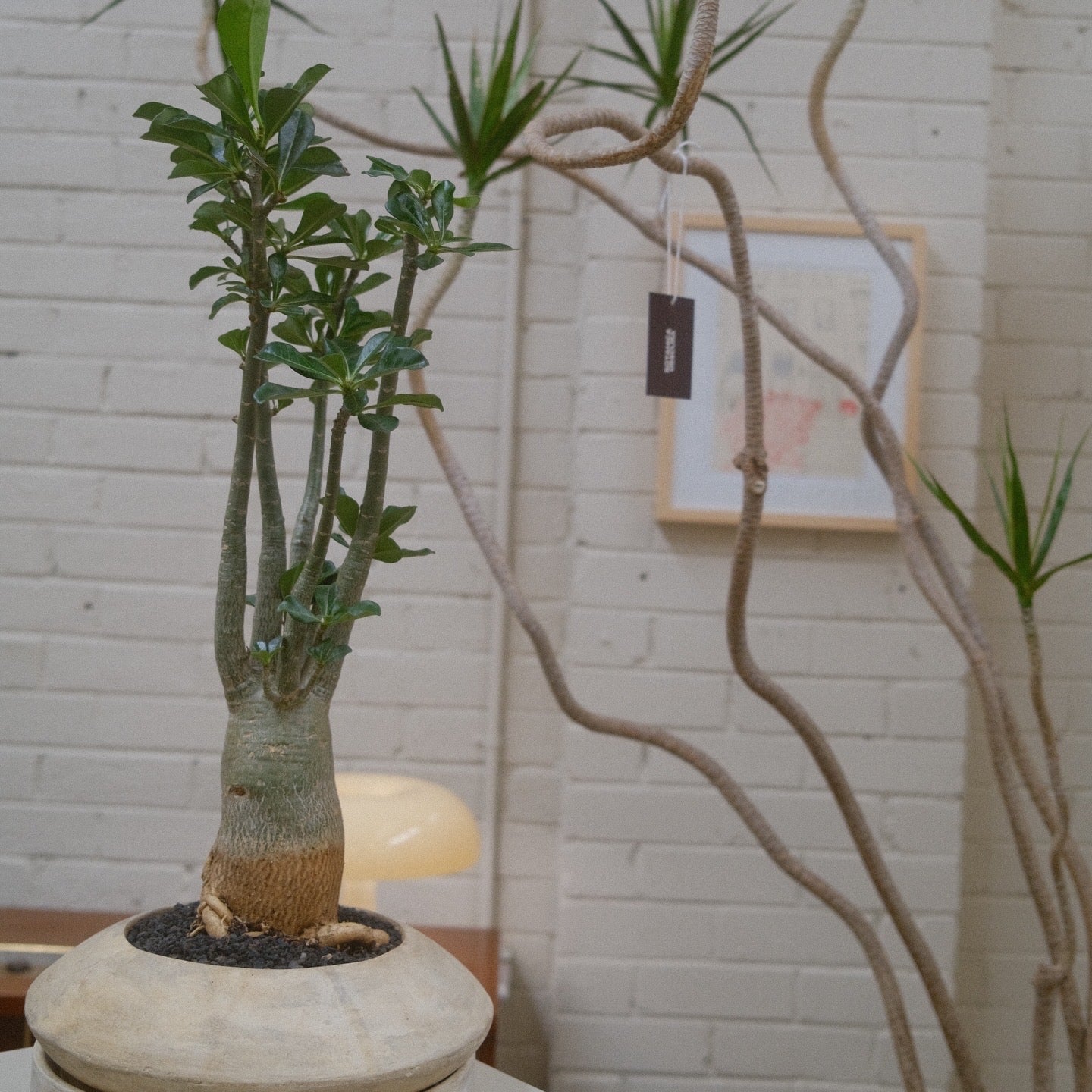 Desert Rose + Solstice Planter