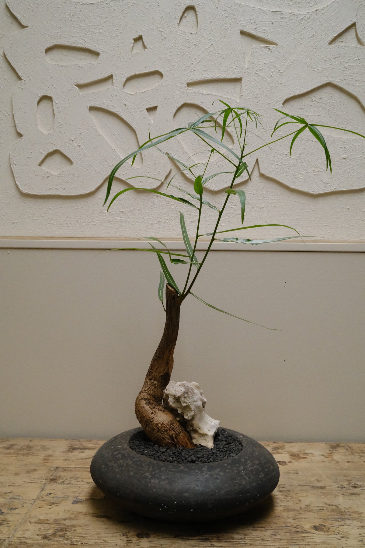 Queensland Bottle Tree + Solstice UFO Planter, Noir, Small