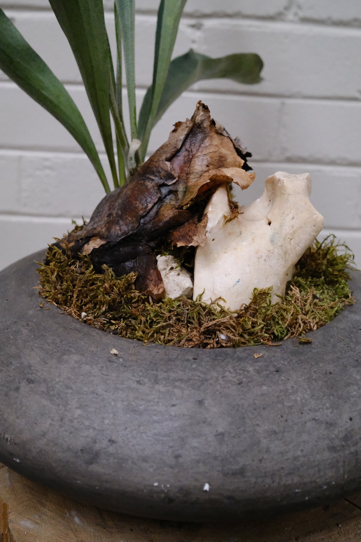 Elkhorn Fern + Solstice UFO Planter, Noir, Small