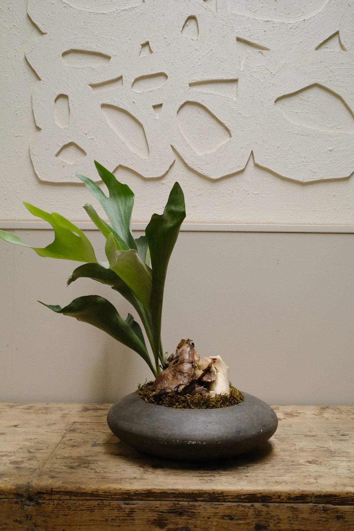 Elkhorn Fern + Solstice UFO Planter, Noir, Small