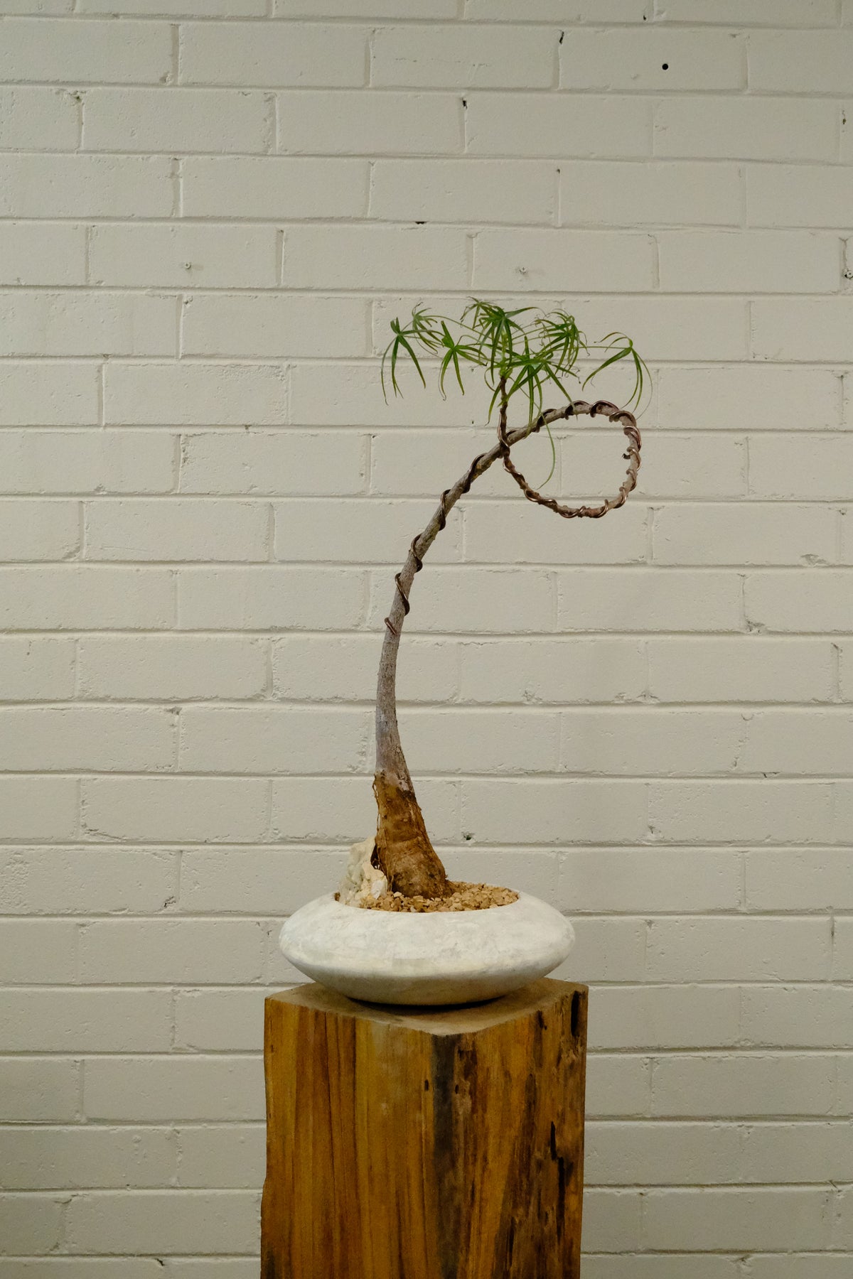 Queensland Bottle Tree + Solstice UFO Planter, White, Small