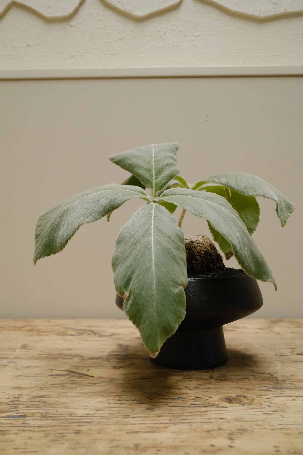 Brazilian Edelweiss + Ceramic Pedestal Planter, Matte Noir