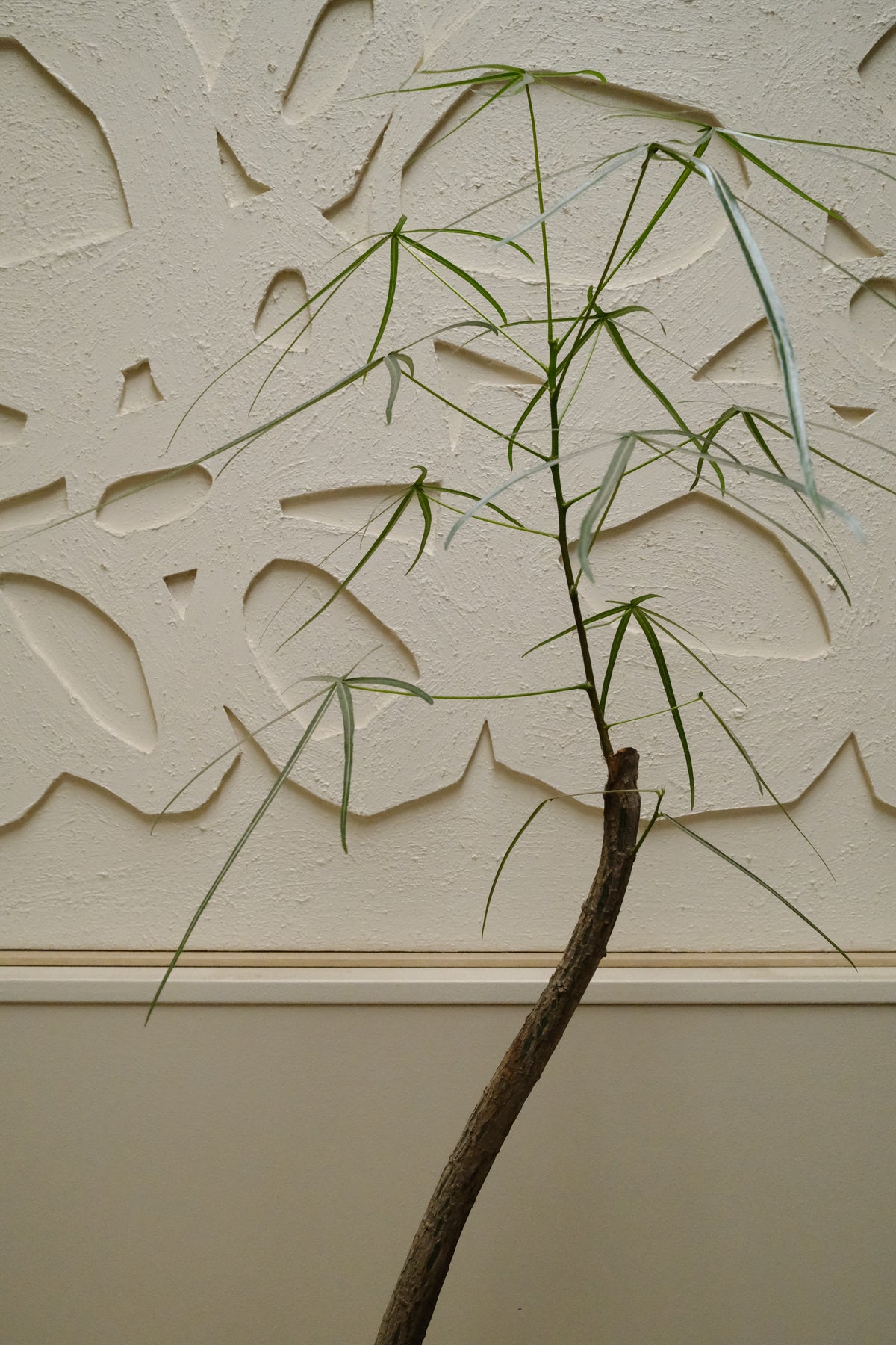 Queensland Bottle Tree + Solstice UFO Planter, White, Small