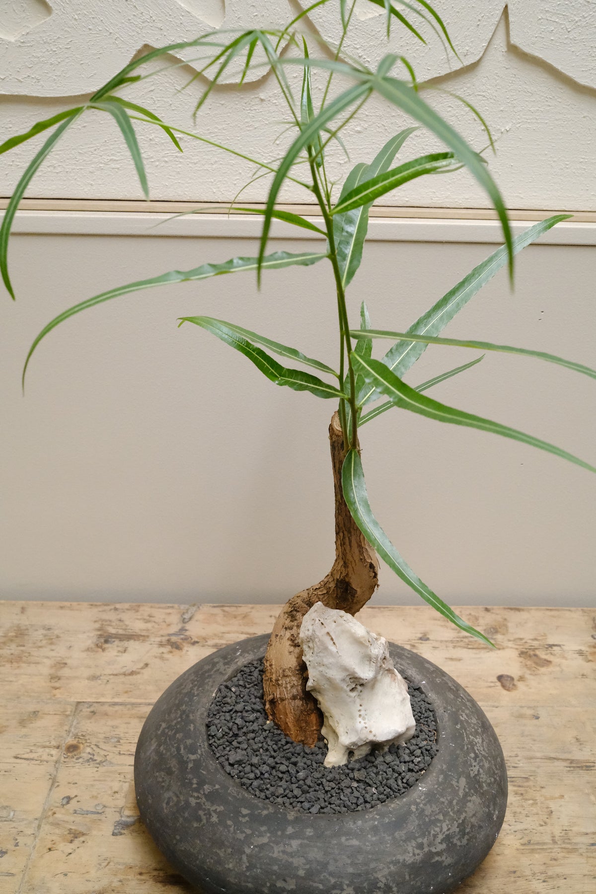 Queensland Bottle Tree + Solstice UFO Planter, Noir, Small