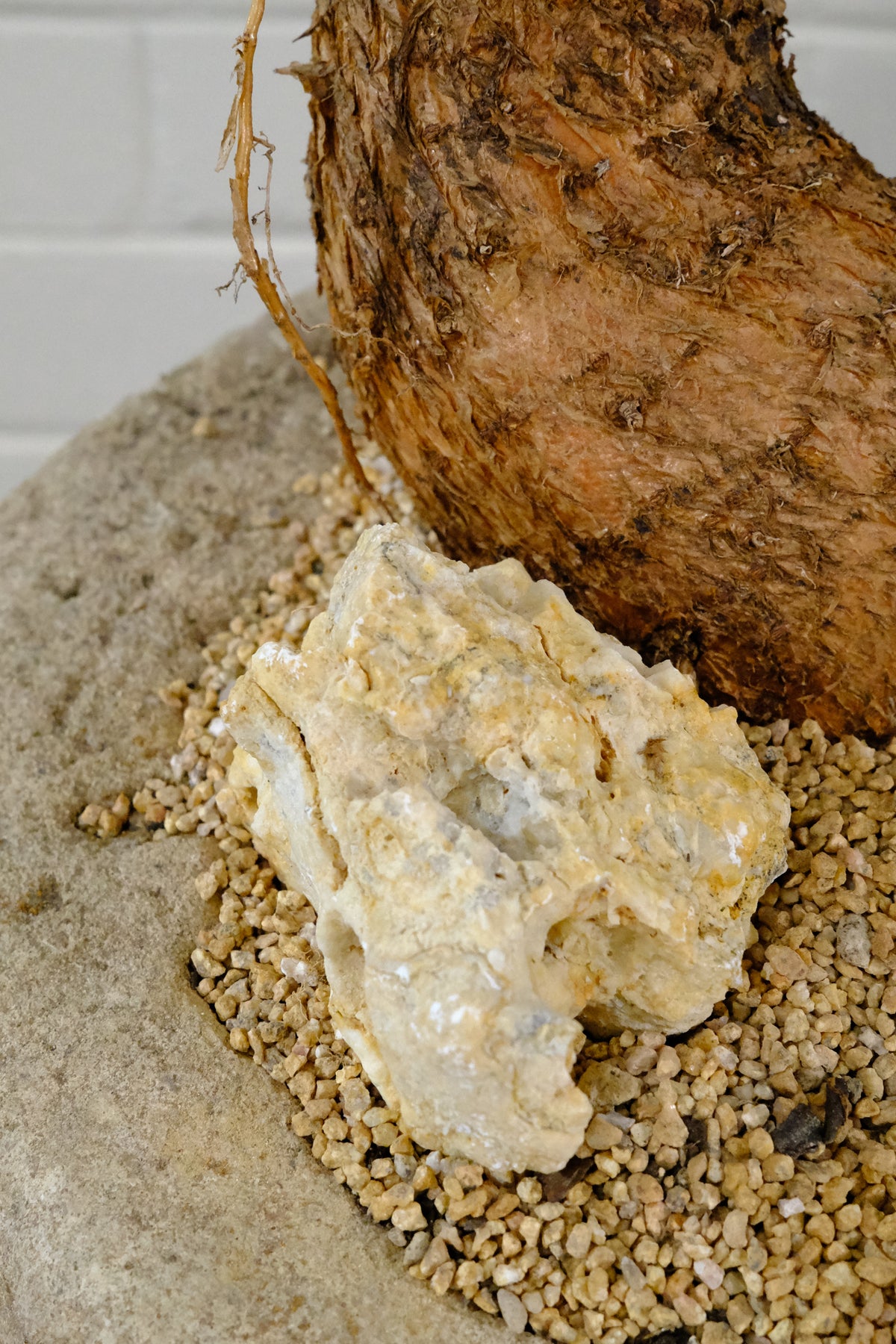 Queensland Bottle Tree + Vintage Limestone Planter, Small