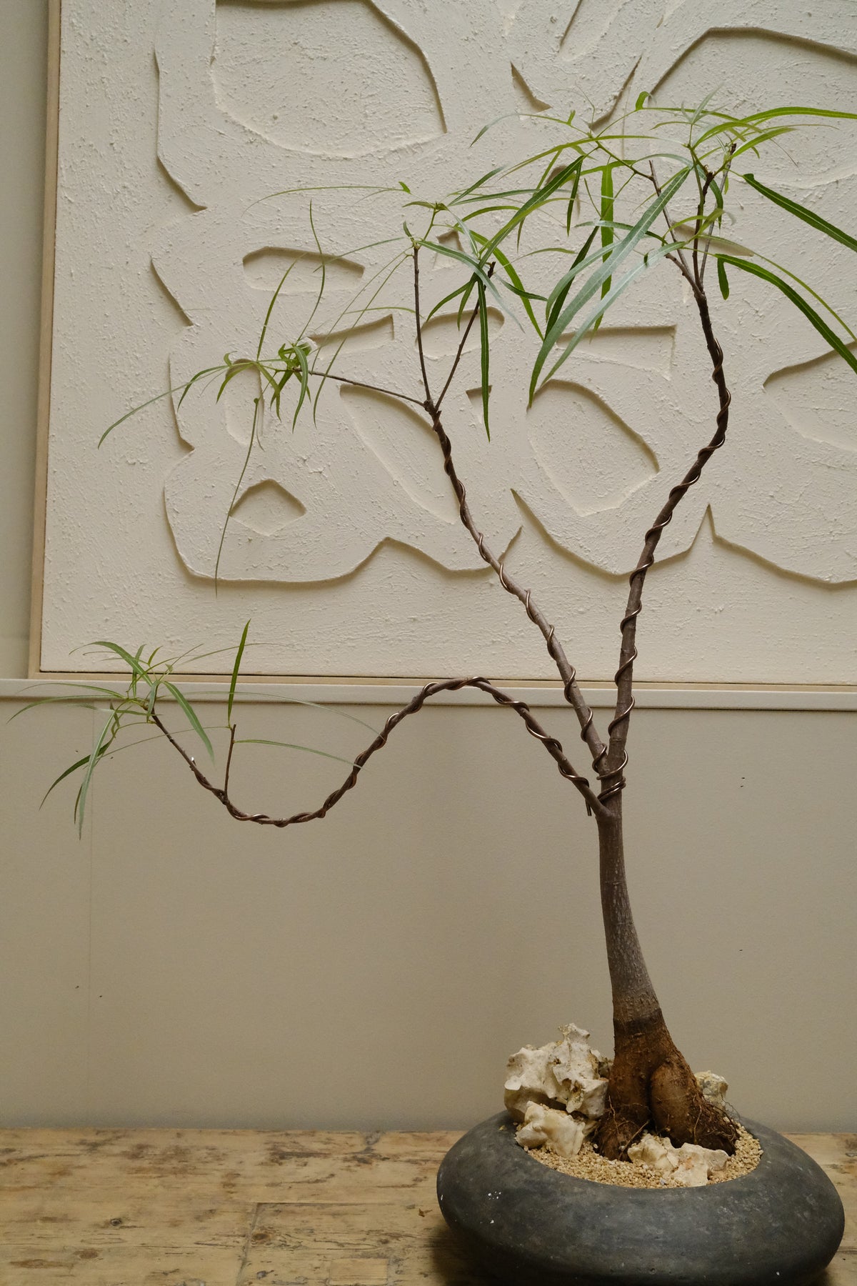 Queensland Bottle Tree + Solstice UFO Planter, Noir, Small