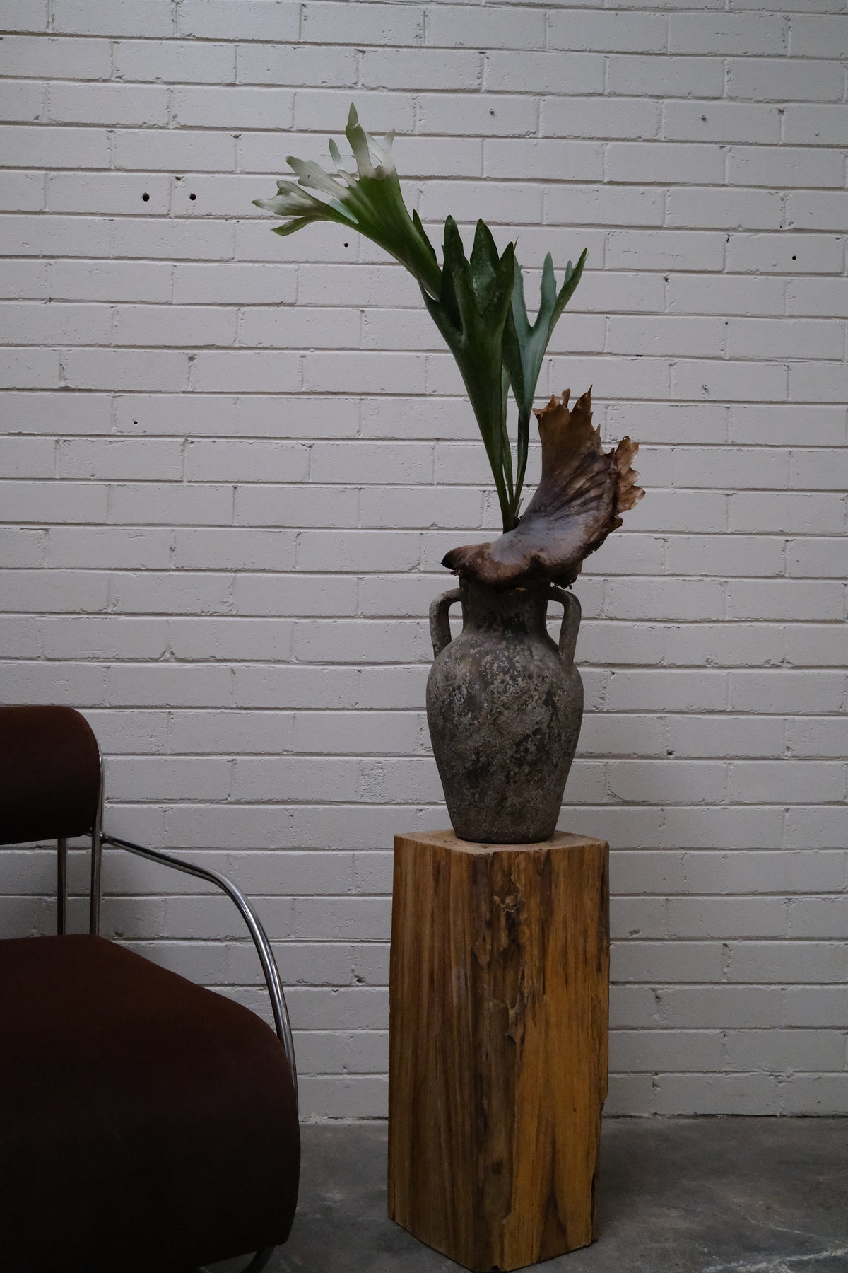 Elkhorn Fern + Vintage Terracotta Handle Vase