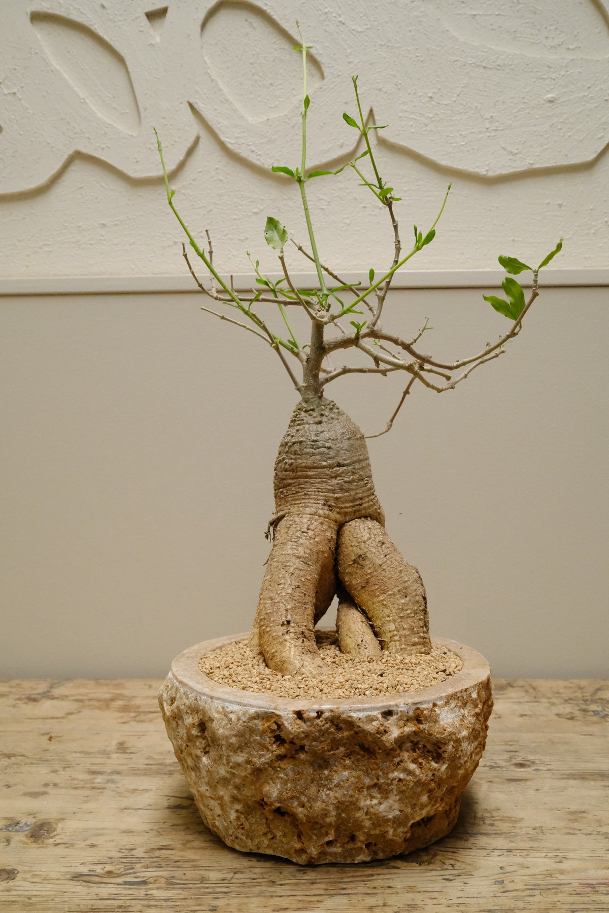 Hottentot Bread + Raw Onyx Bowl Planter