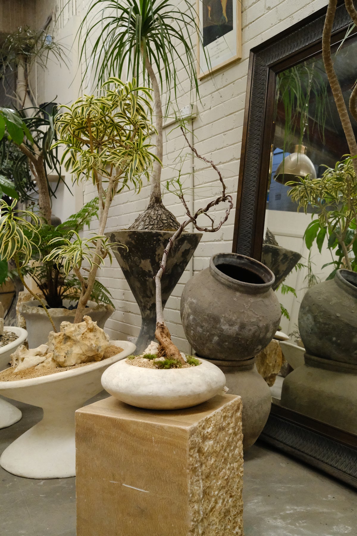 Queensland Bottle Tree + Solstice UFO Planter, White, Small