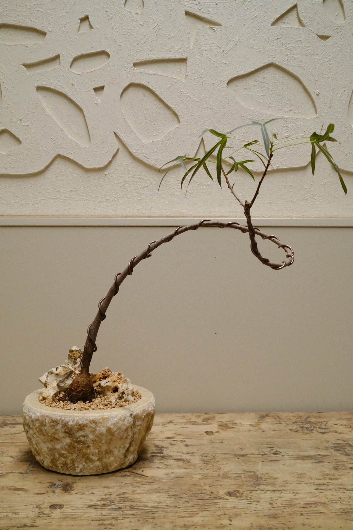 Queensland Bottle Tree + Onyx Alba Planter, Rough Cut, Small