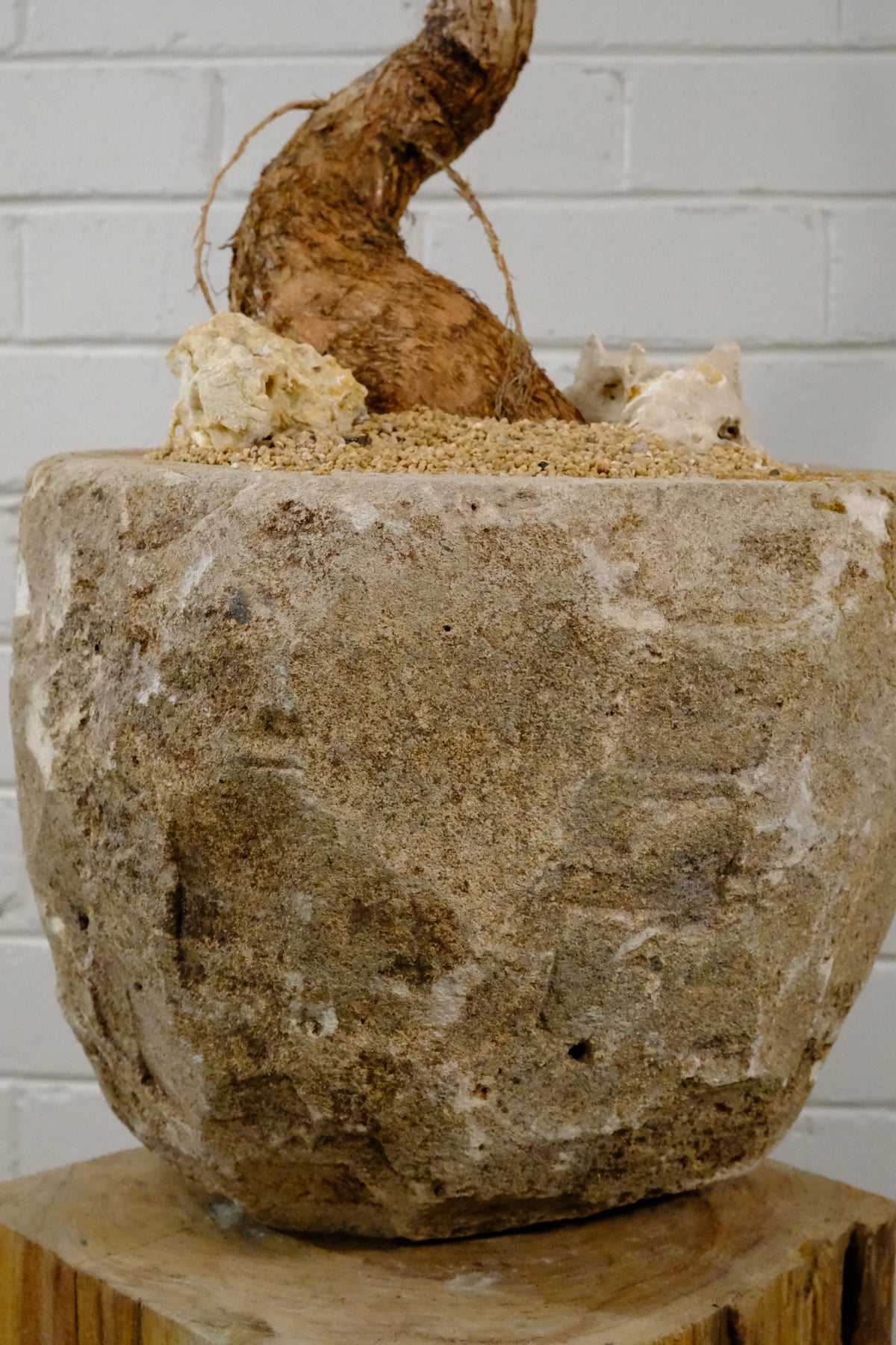 Queensland Bottle Tree + Vintage Limestone Planter, Small
