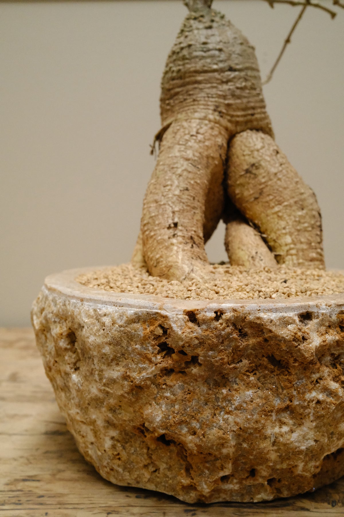Hottentot Bread + Raw Onyx Bowl Planter