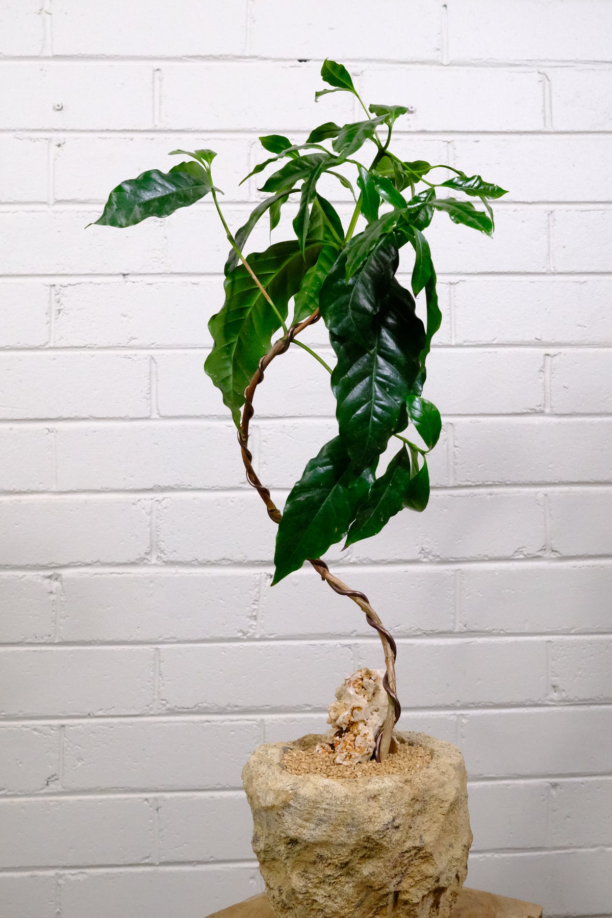 Arabian Coffee Plant + Flecked Woodstone Planter, Raw Sand