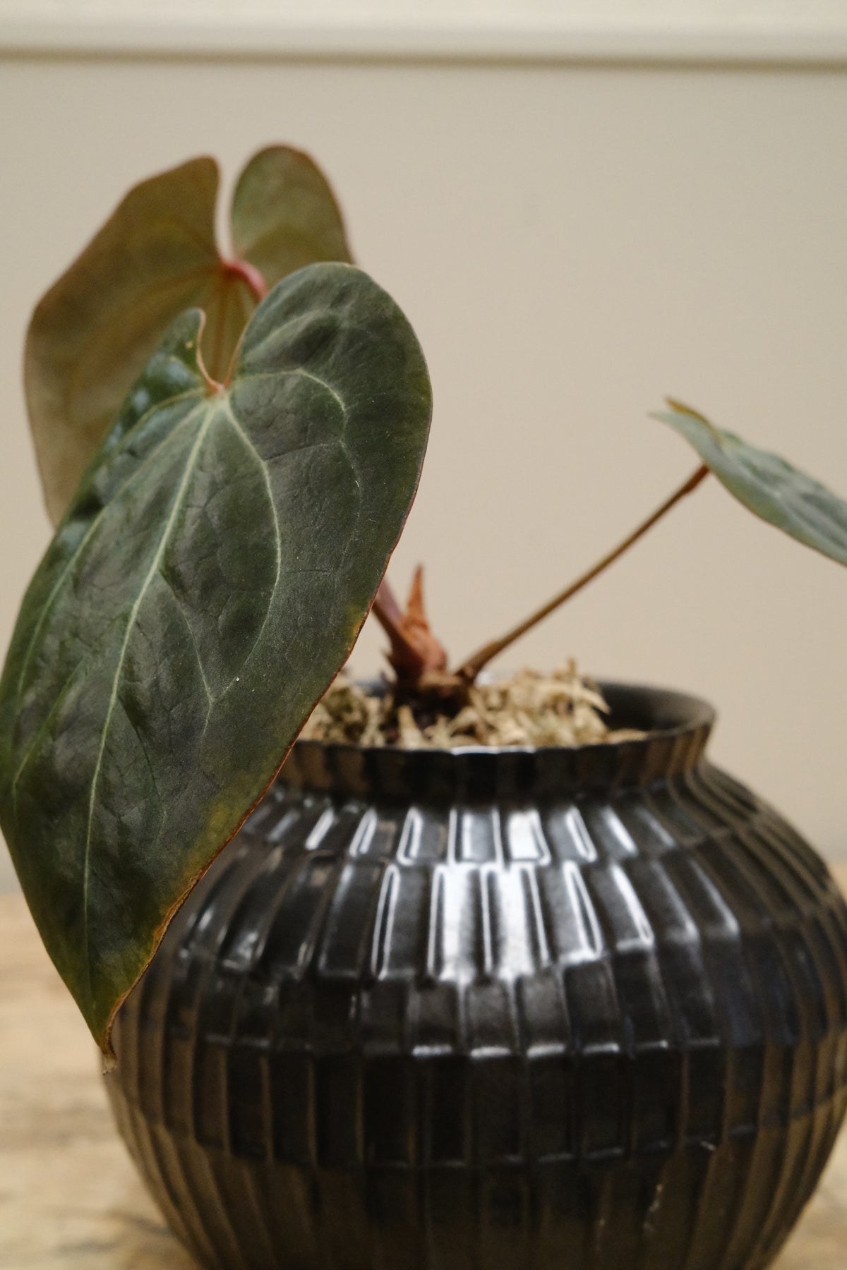 Philodendron Gloriosum + Ceramic Fluted Urn, Glazed Noir