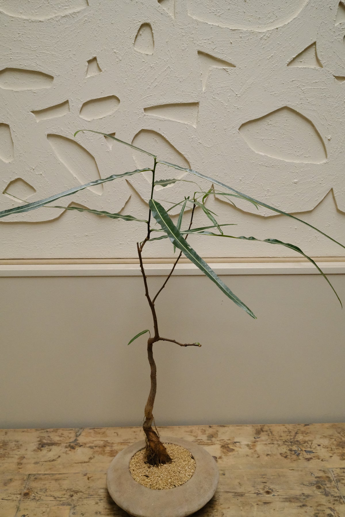Queensland Bottle Tree + Solstice UFO Planter, White, Small