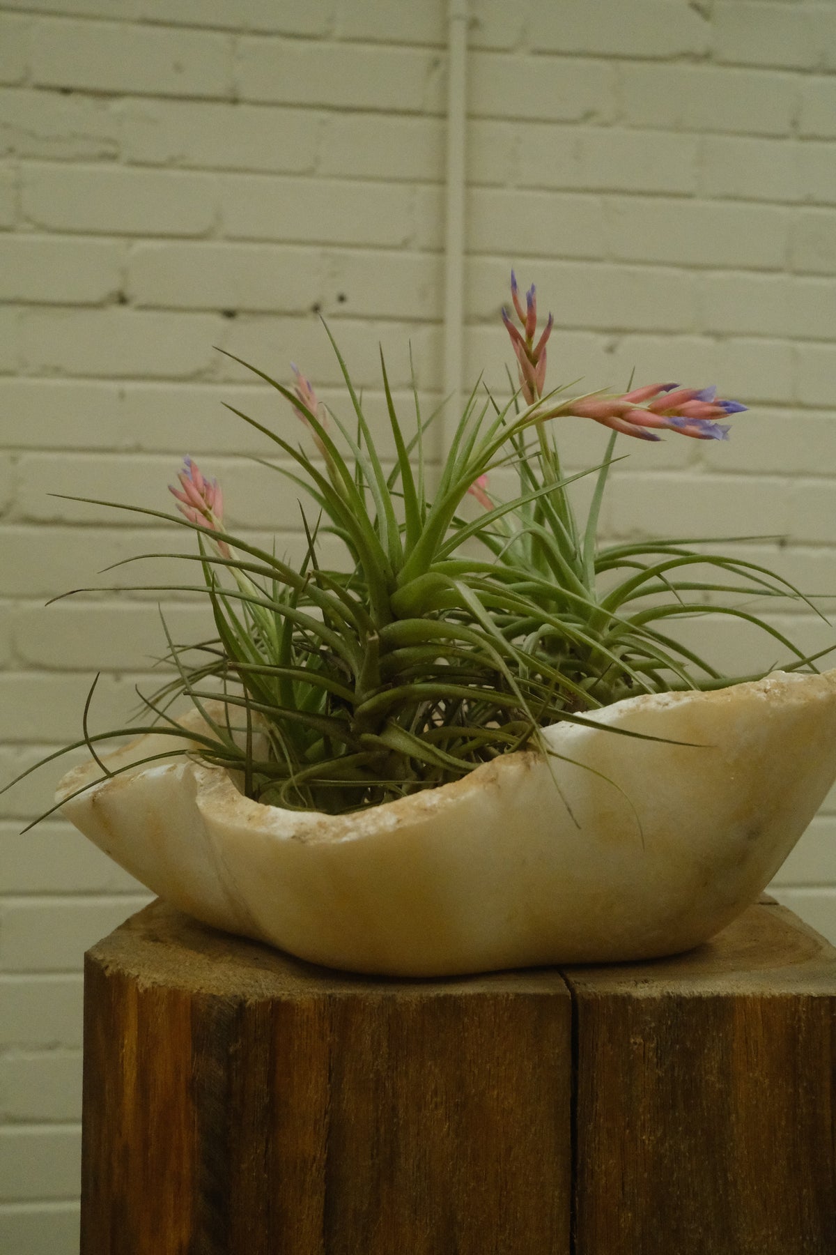 Tillandsia ionantha + Onyx Shell Bowl