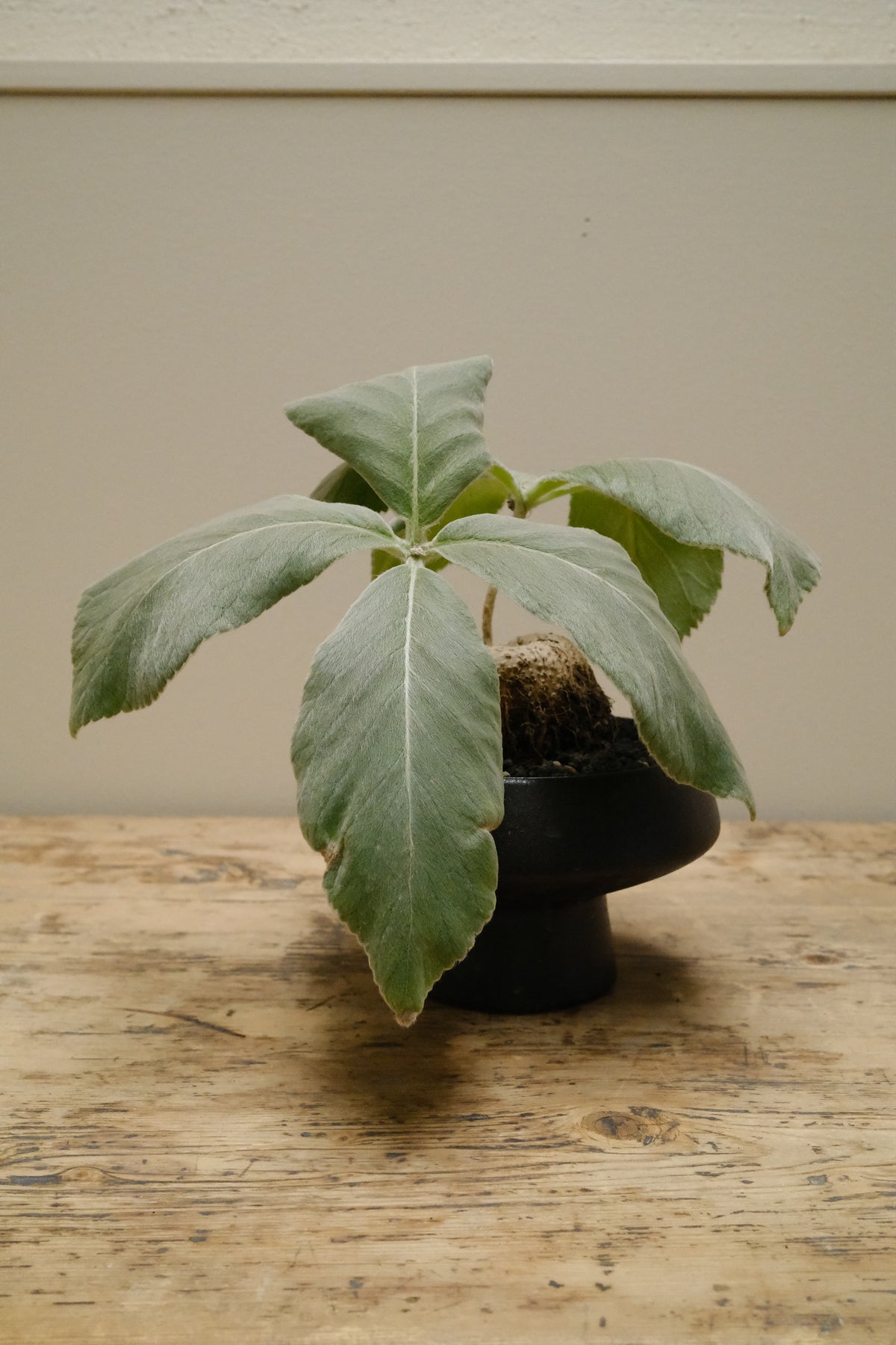 Brazilian Edelweiss + Ceramic Pedestal Planter, Matte Noir