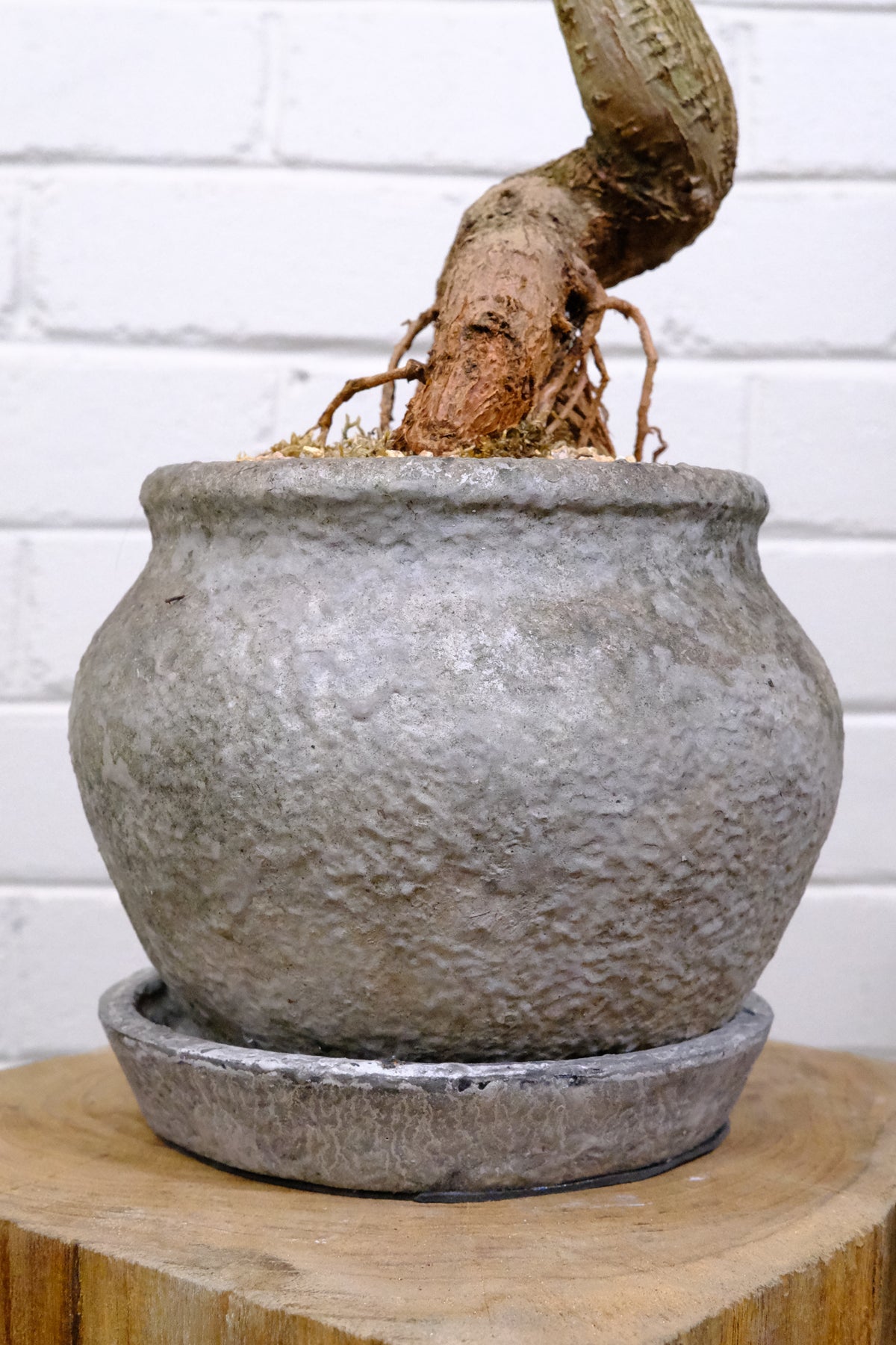 Queensland Bottle Tree + Terracotta Short Urn
