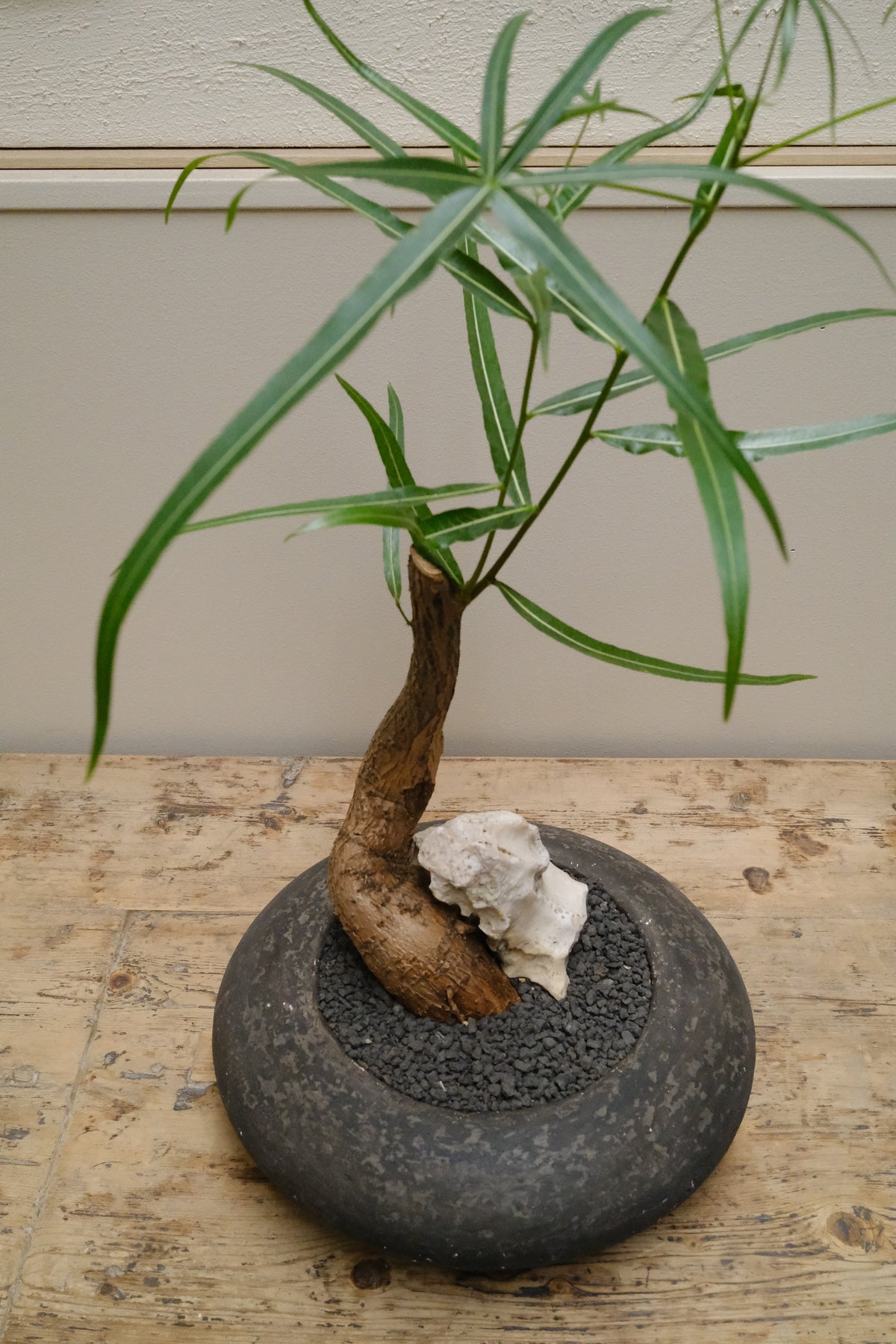 Queensland Bottle Tree + Solstice UFO Planter, Noir, Small