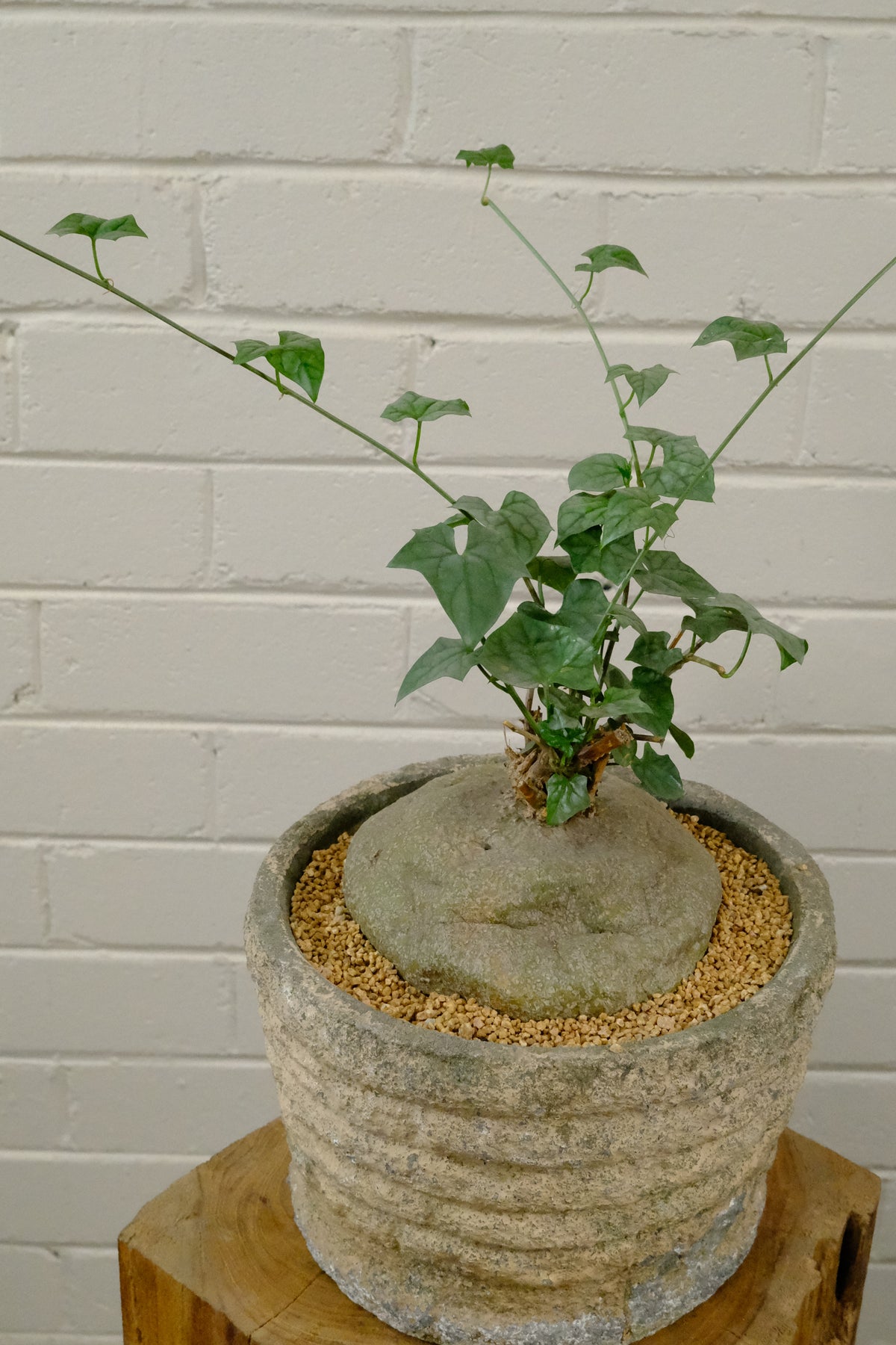 Bigfoot Plant + Grooved GRC Planter