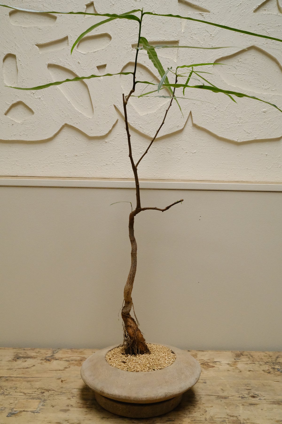 Queensland Bottle Tree + Solstice UFO Planter, White, Small