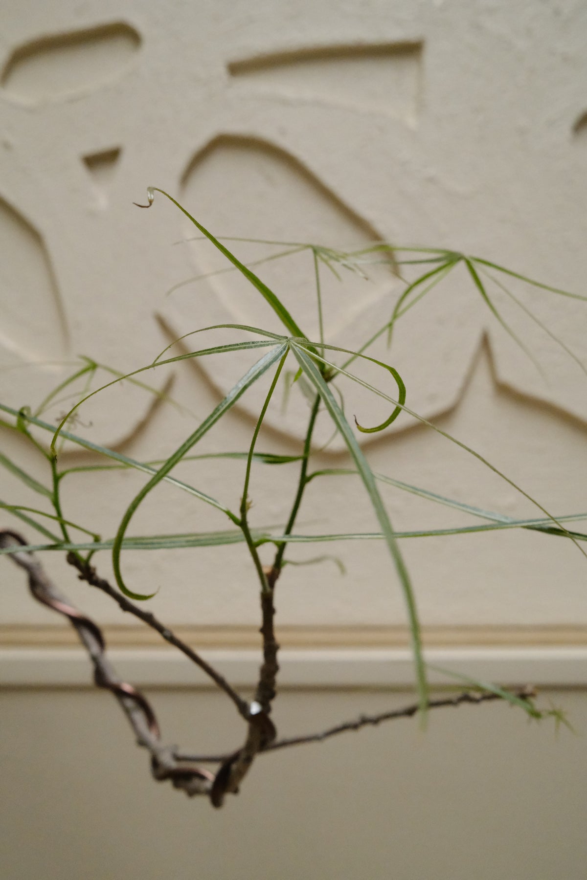 Queensland Bottle Tree + Solstice UFO Planter, White, Small