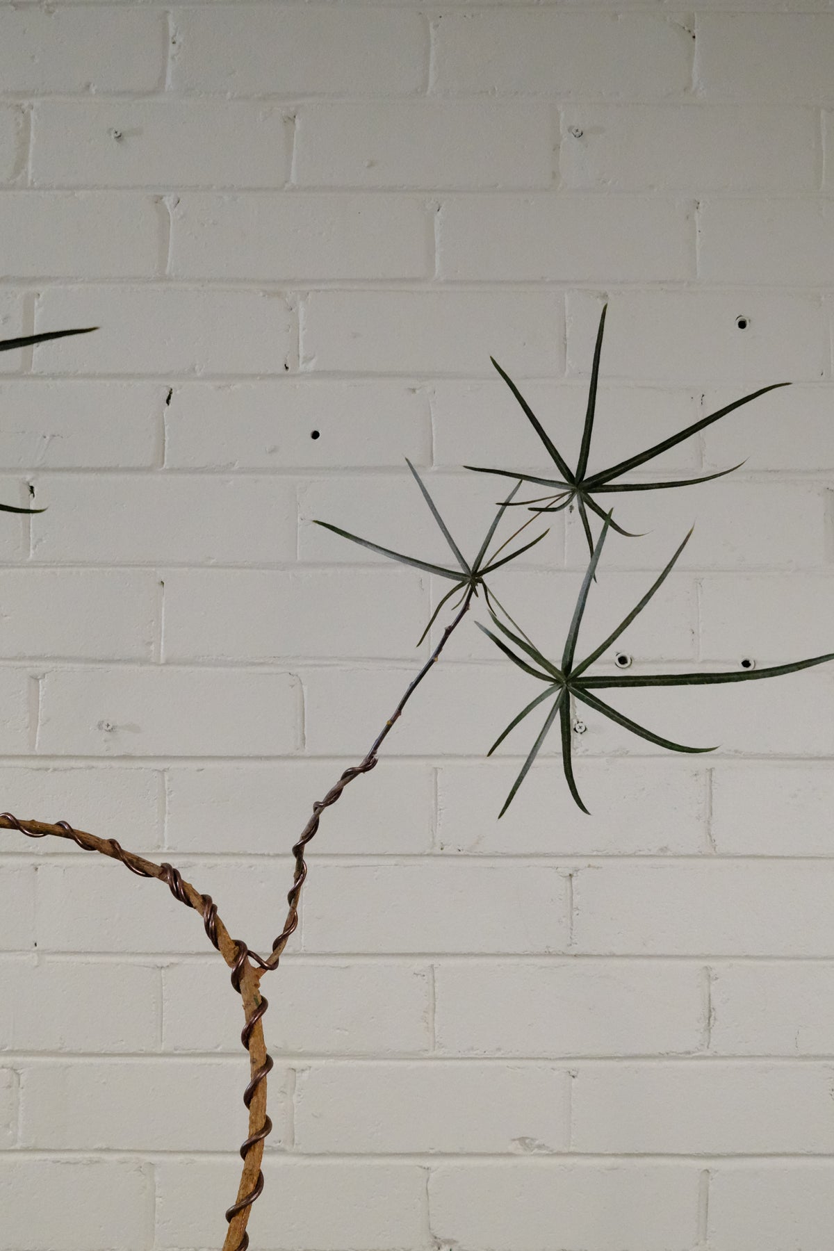 Queensland Bottle Tree + Solstice UFO Planter, White, Medium