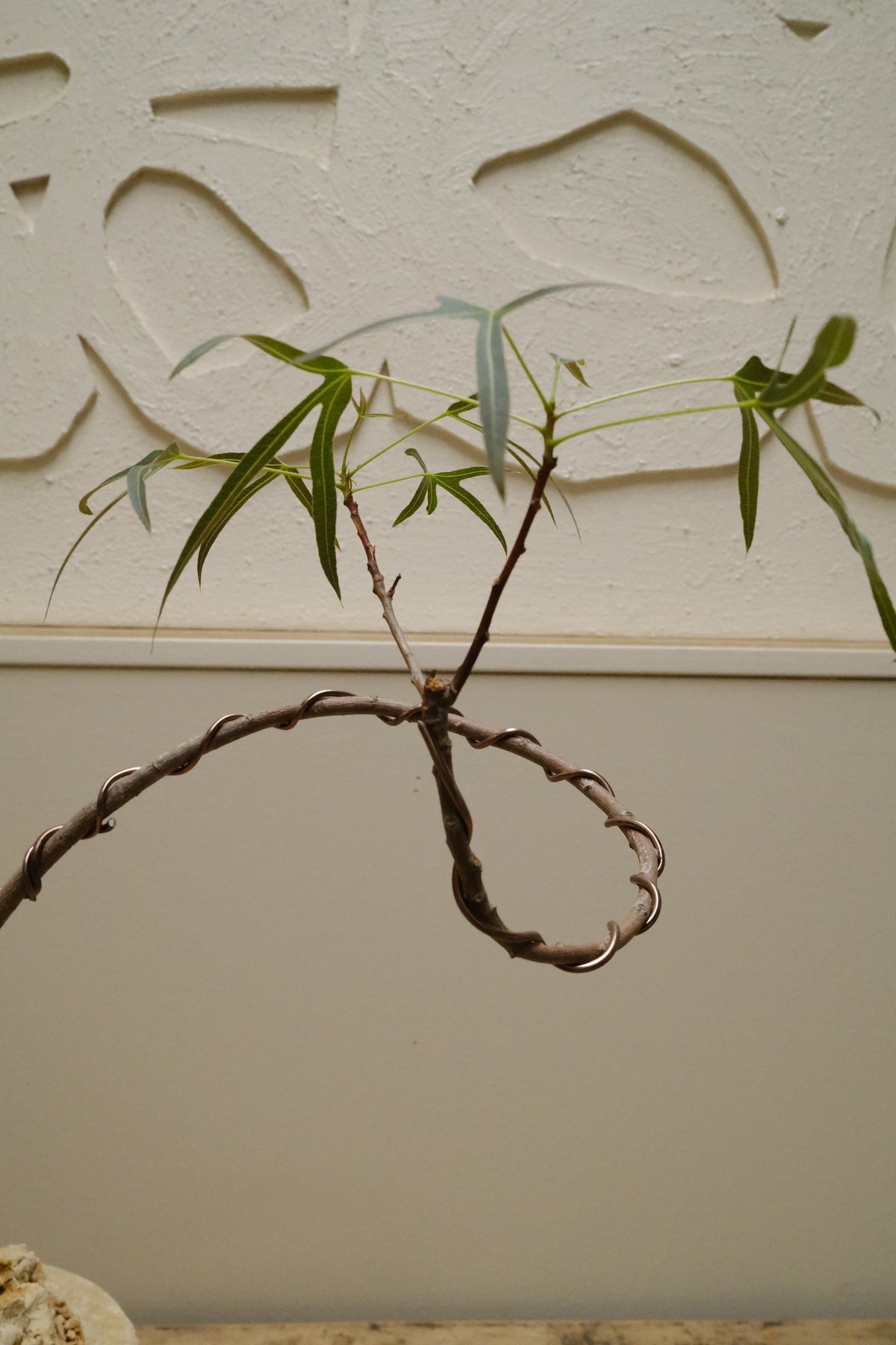 Queensland Bottle Tree + Onyx Alba Planter, Rough Cut, Small