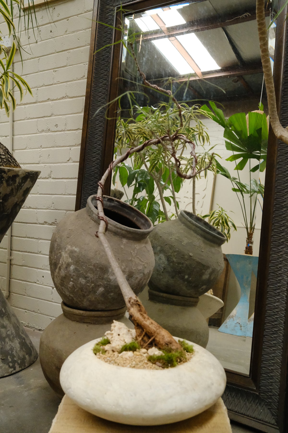 Queensland Bottle Tree + Solstice UFO Planter, White, Small