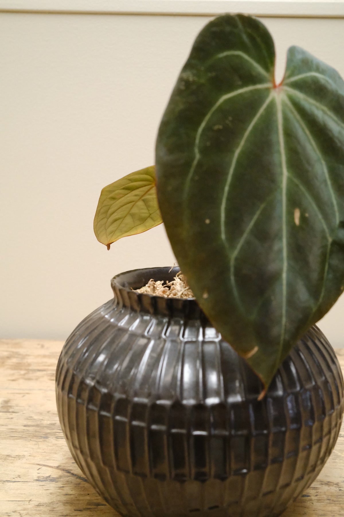 Philodendron Gloriosum + Ceramic Fluted Urn, Glazed Noir