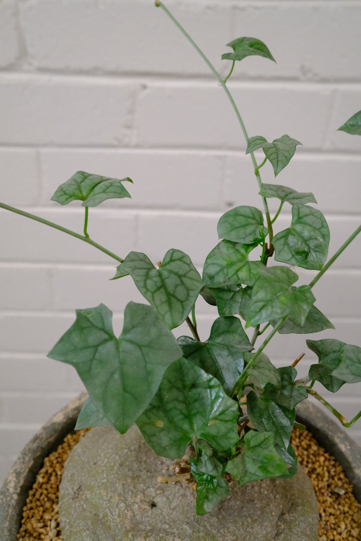 Bigfoot Plant + Grooved GRC Planter