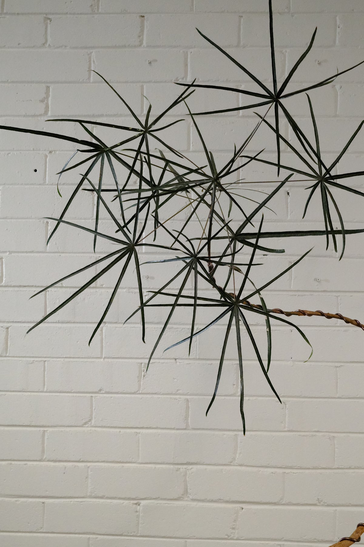Queensland Bottle Tree + Solstice UFO Planter, White, Medium