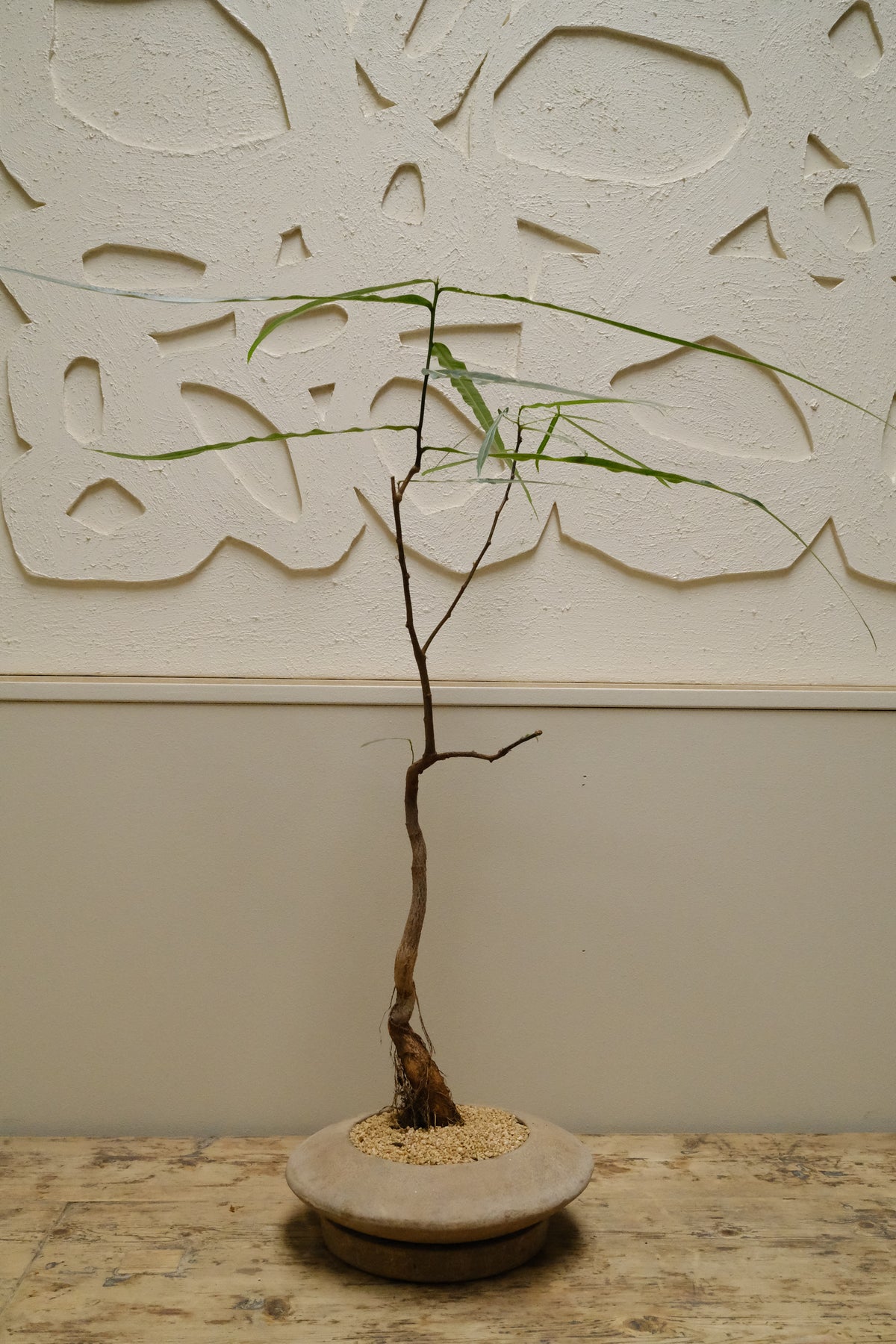 Queensland Bottle Tree + Solstice UFO Planter, White, Small