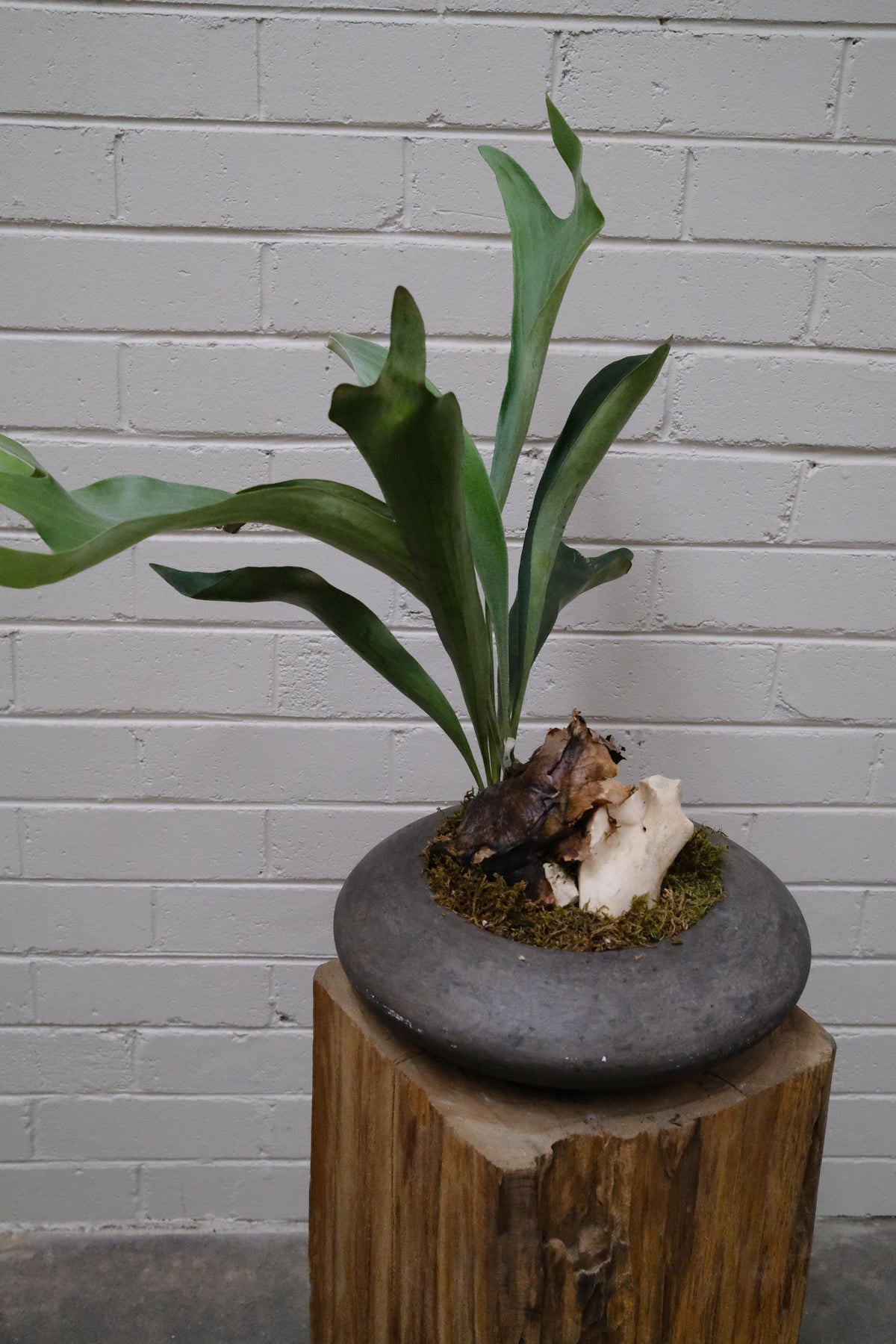 Elkhorn Fern + Solstice UFO Planter, Noir, Small