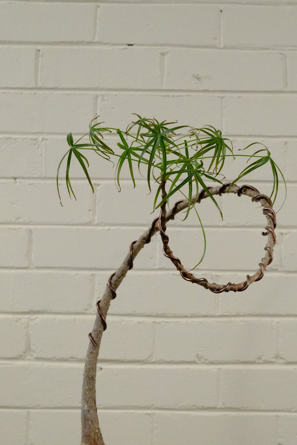 Queensland Bottle Tree + Solstice UFO Planter, White, Small