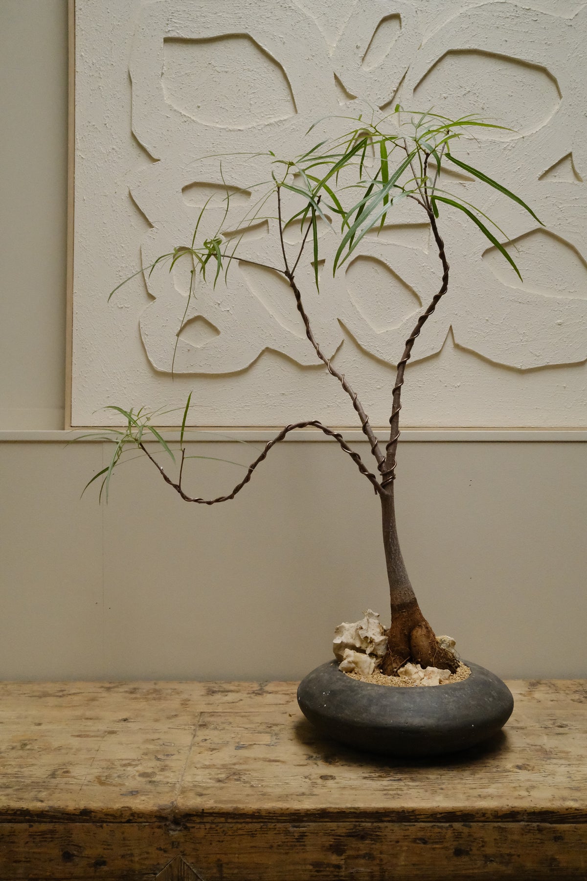 Queensland Bottle Tree + Solstice UFO Planter, Noir, Small